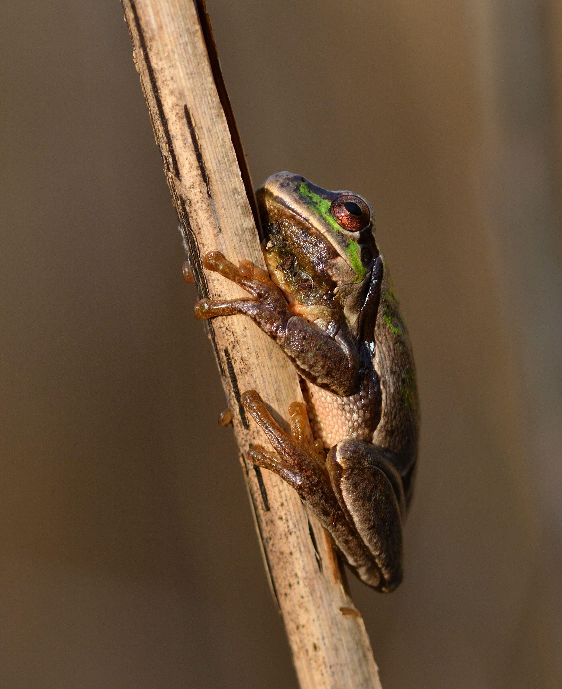 hyla intermedia