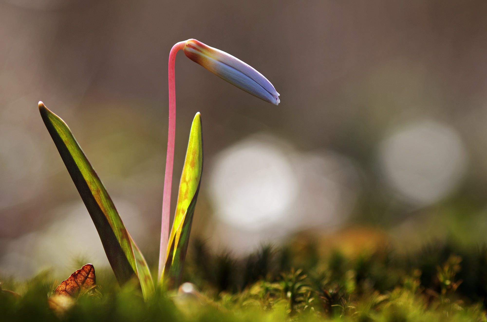 Looking in the Undergrowth