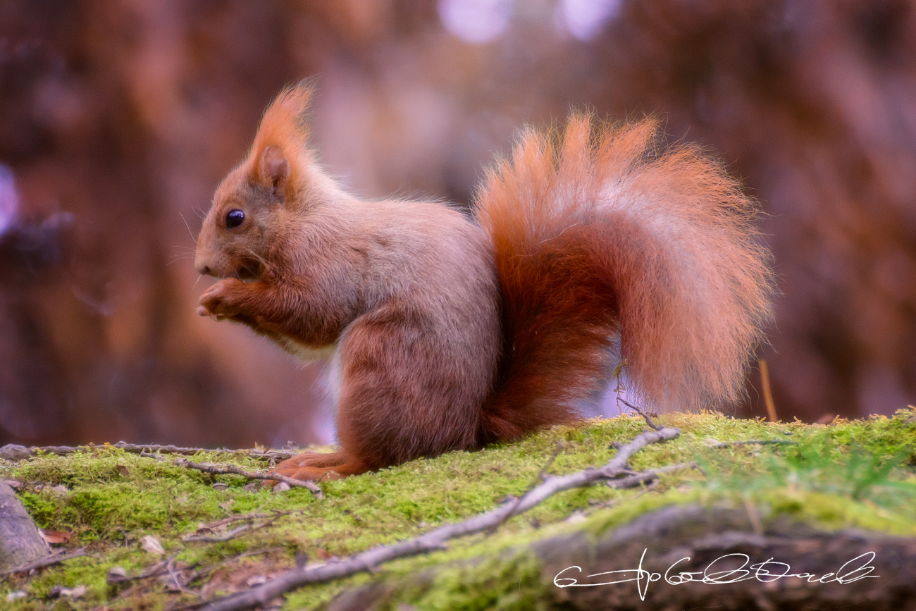 I folletti del Bosco