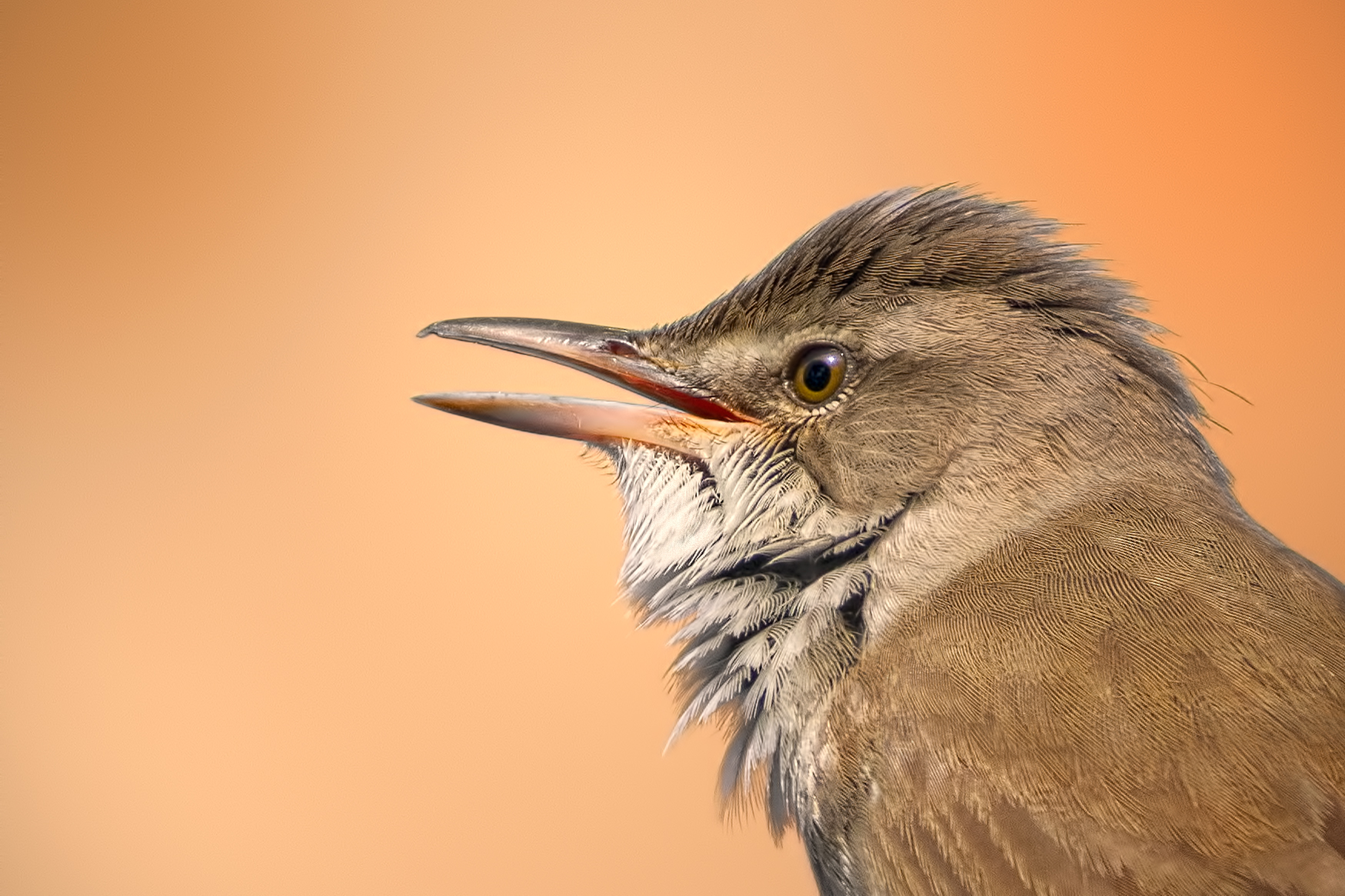 Ritratto di Cannareccione