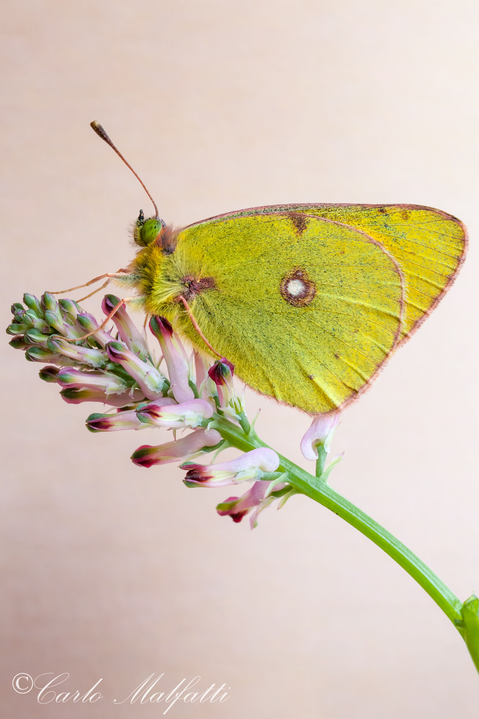 colias
