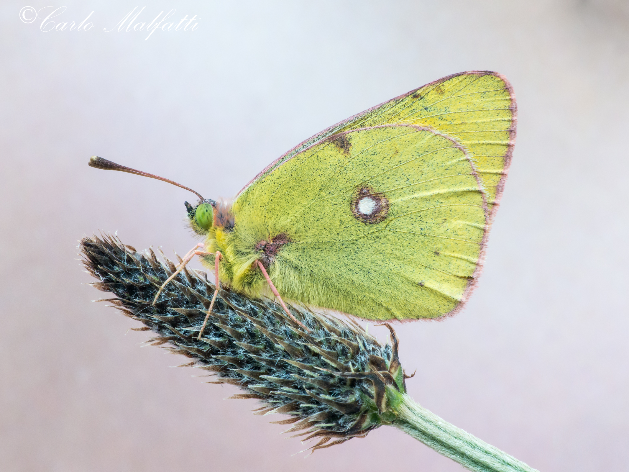 colias