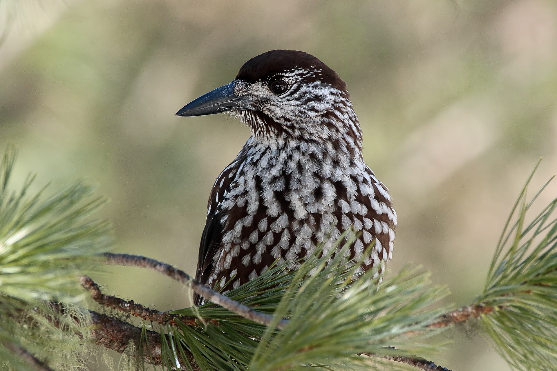 Spotted Nutcracker