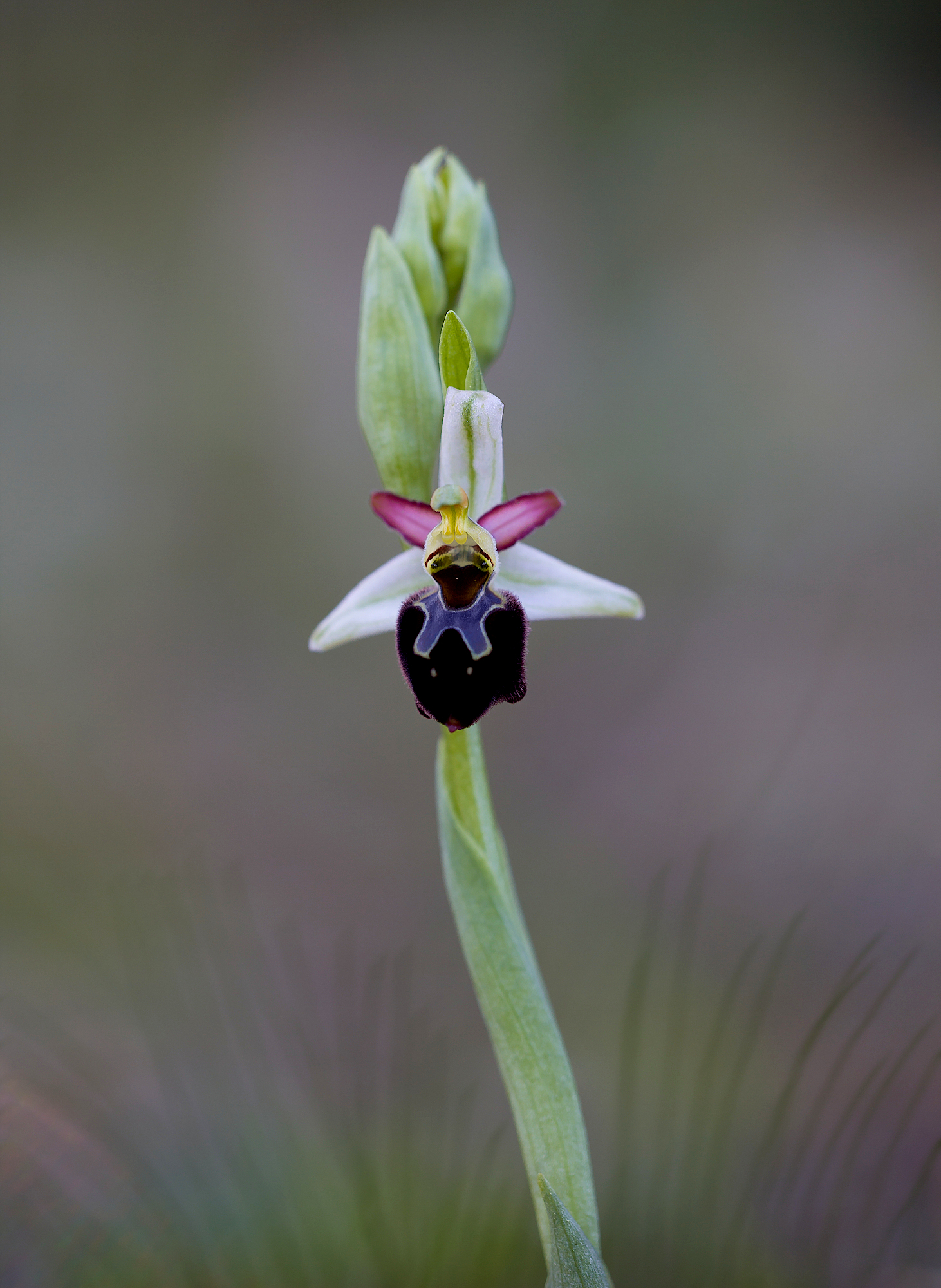 orchidea selvatica