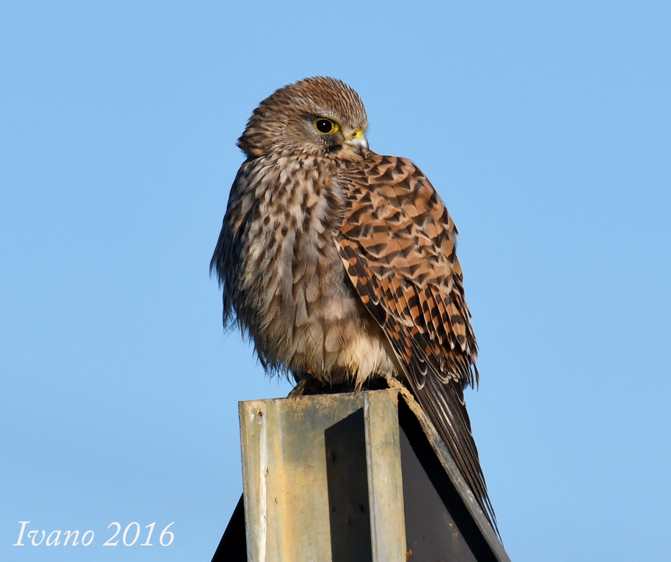 Kestrel