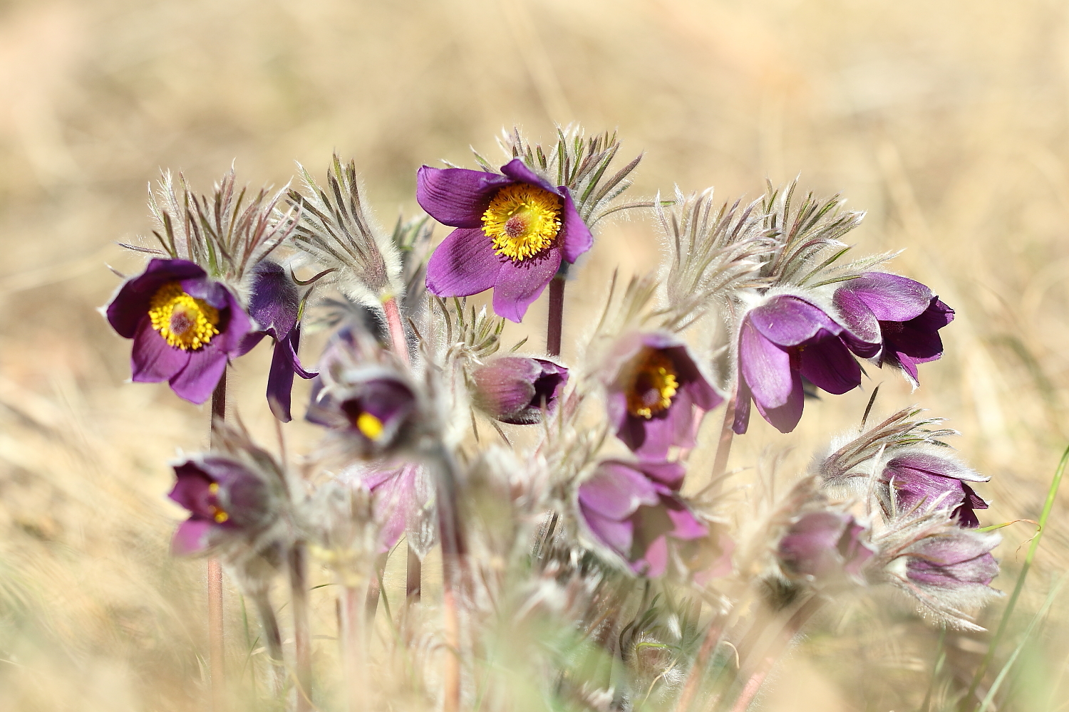 Pulsatilla montana