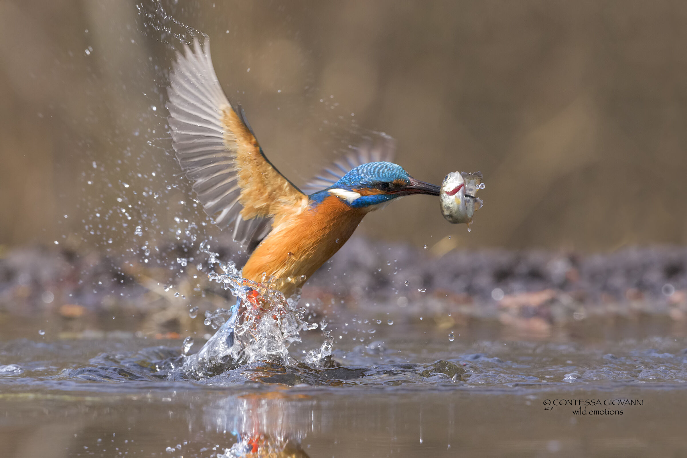 Martino in Peach Oasis of Cervara... Fixed cabin..