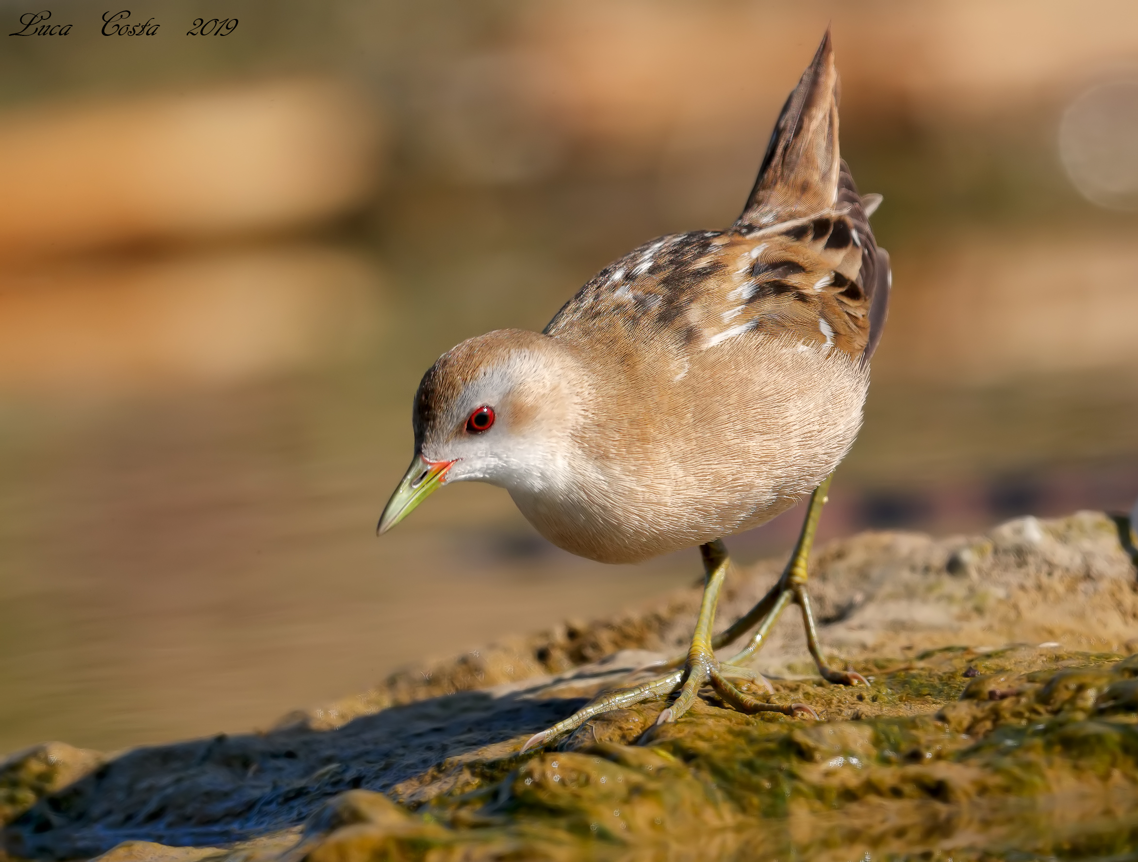 Crake in the clean...........