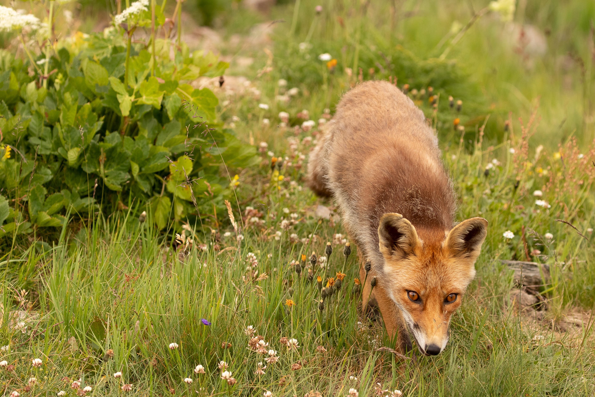 Vulpes vulpes (Volpe)
