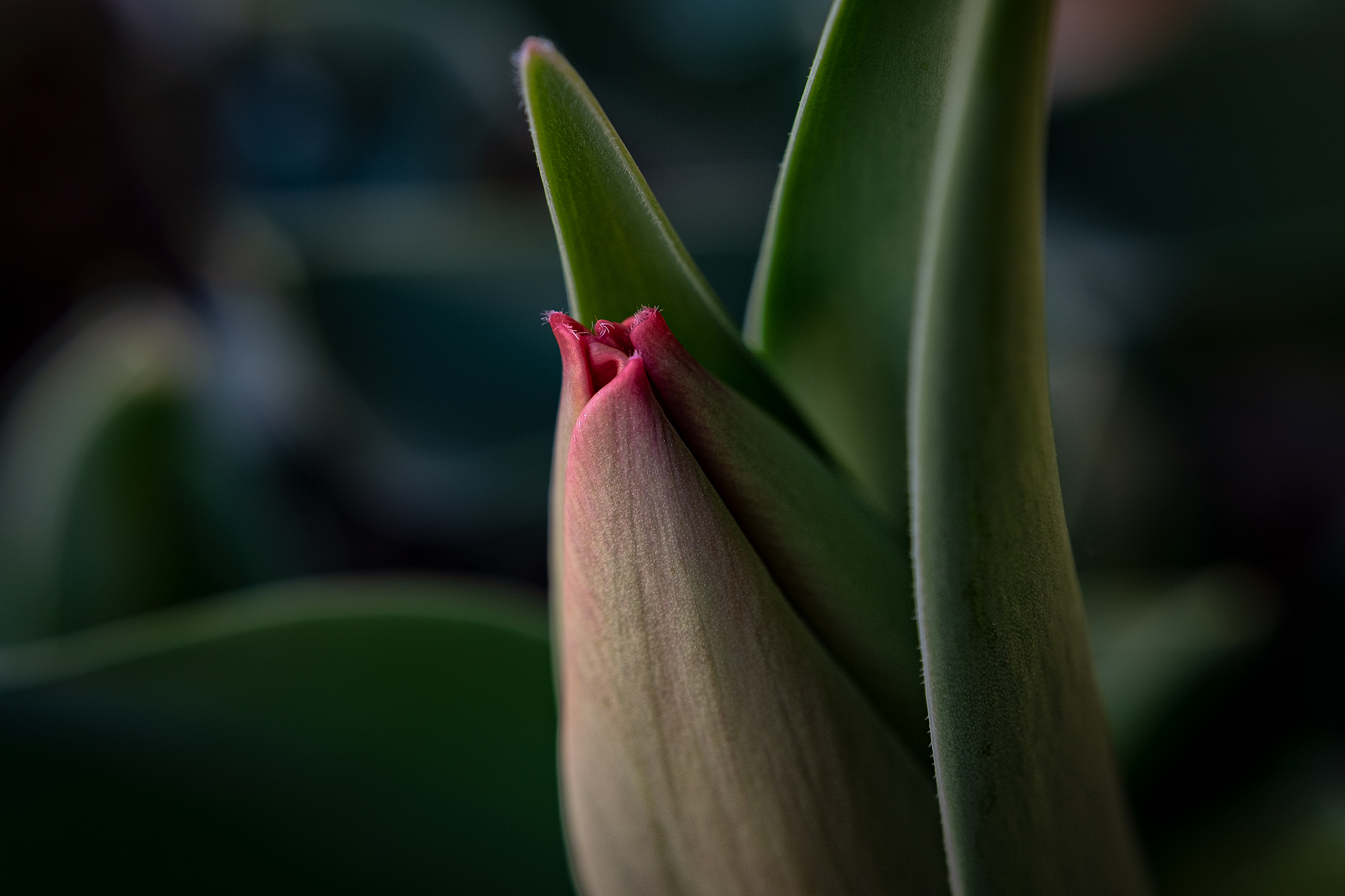 Tulip