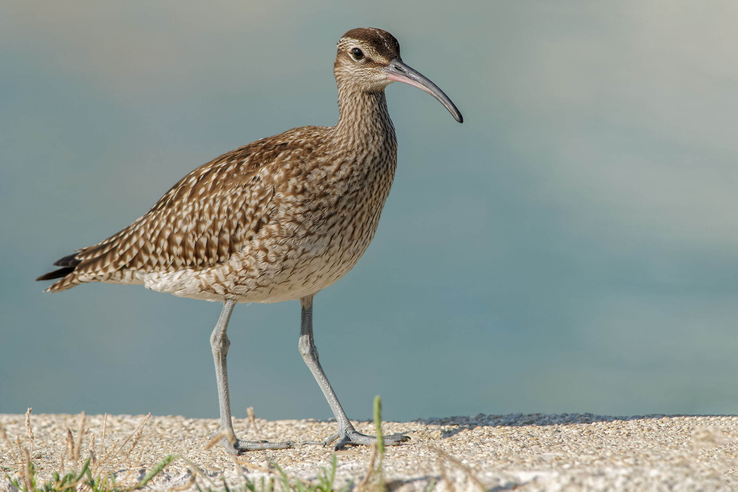 Little Chiurlo (Numenius Phaeopus)