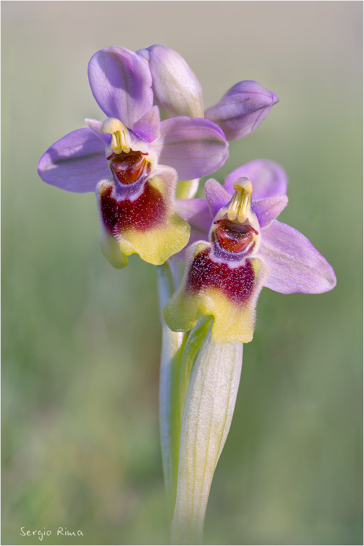 Ophrys Ophrys