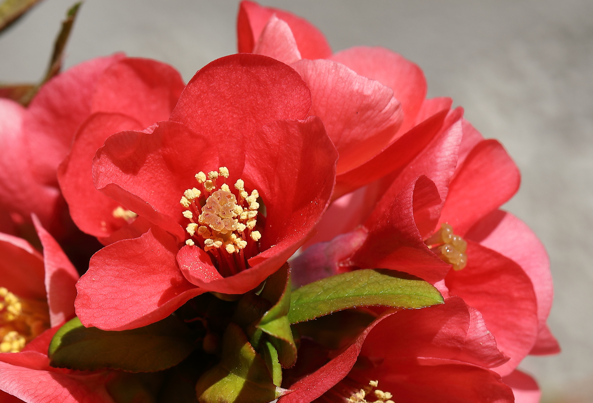 In un angolo del cortile...