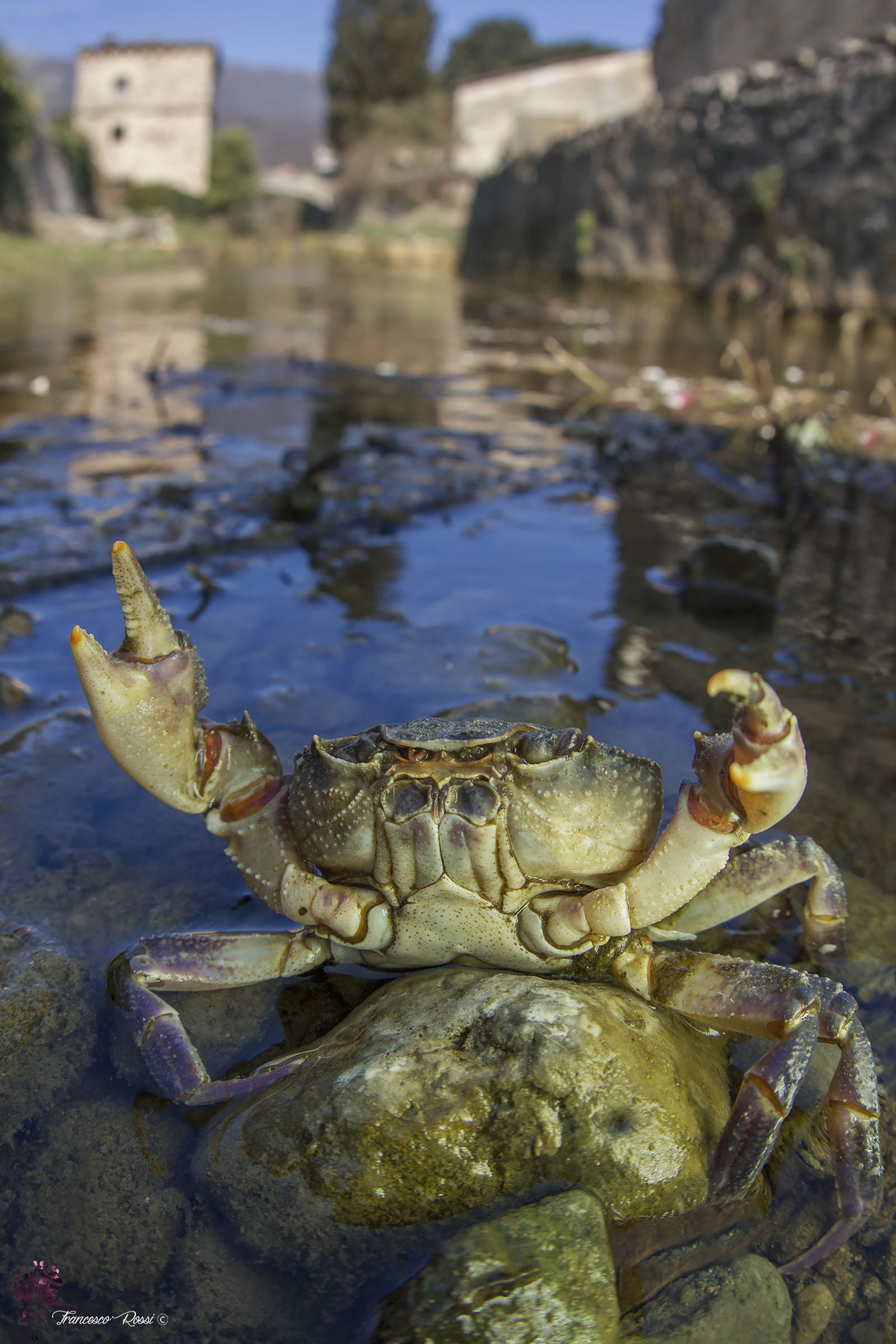 River Crab