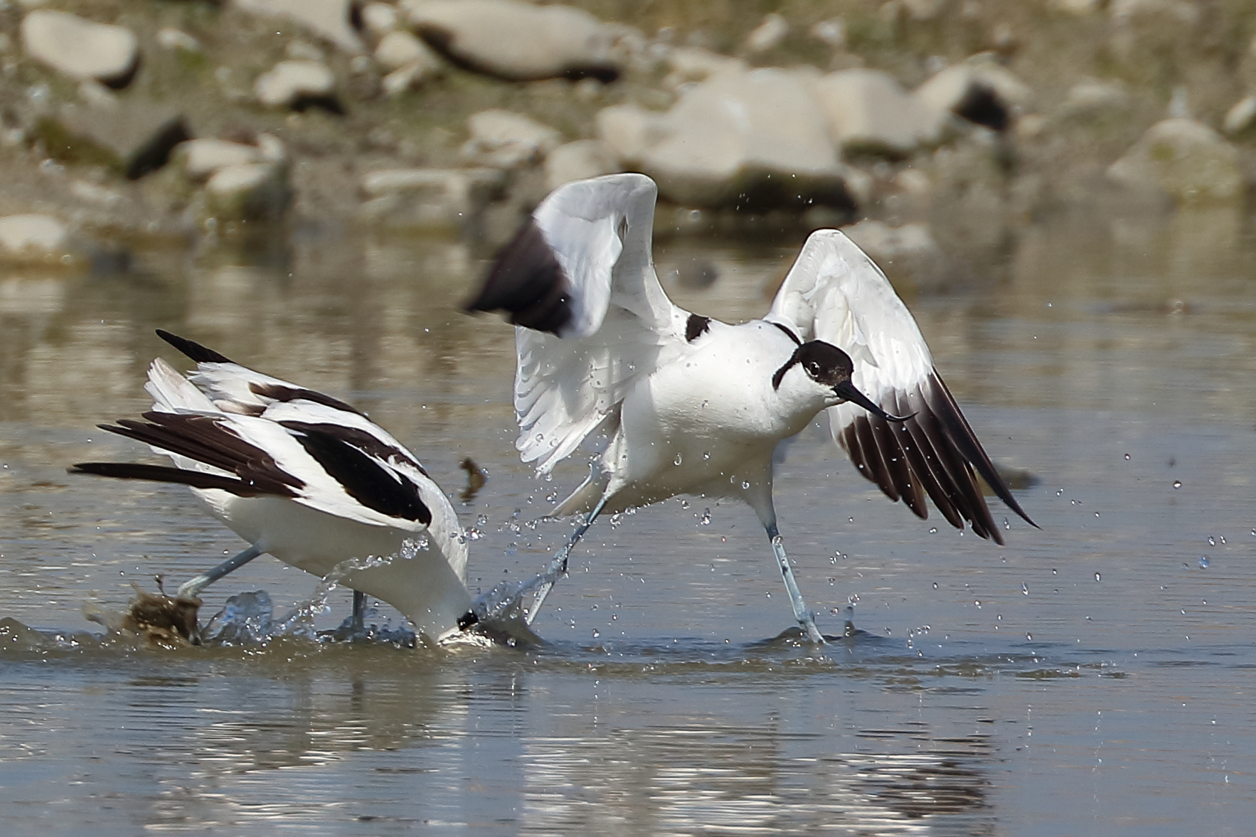 Litigious Avocettes
