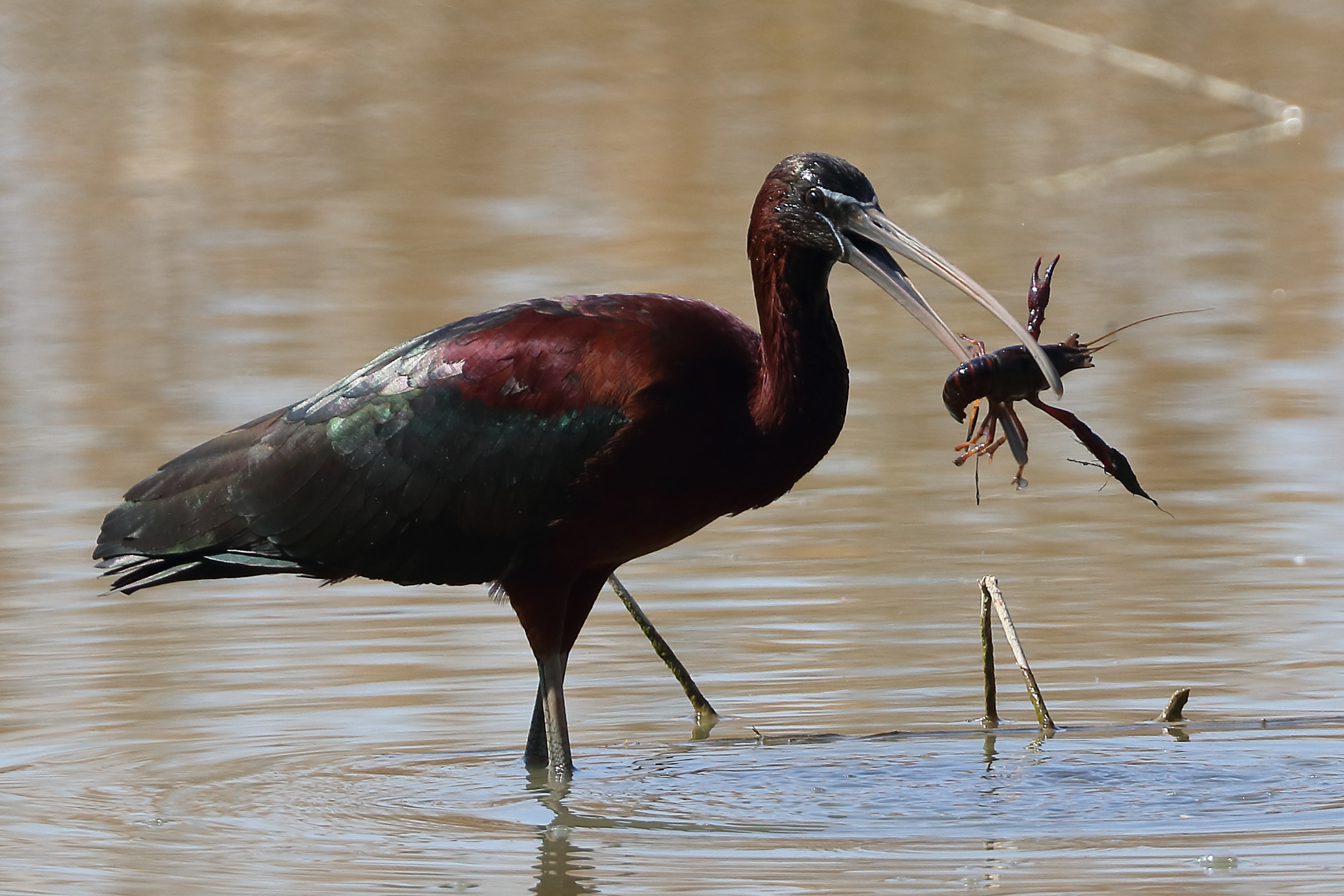 Little Finger with Shrimp