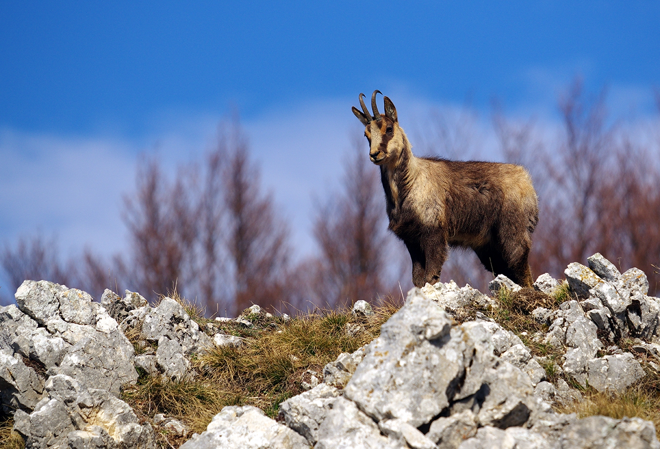Camoscio d'Abruzzo