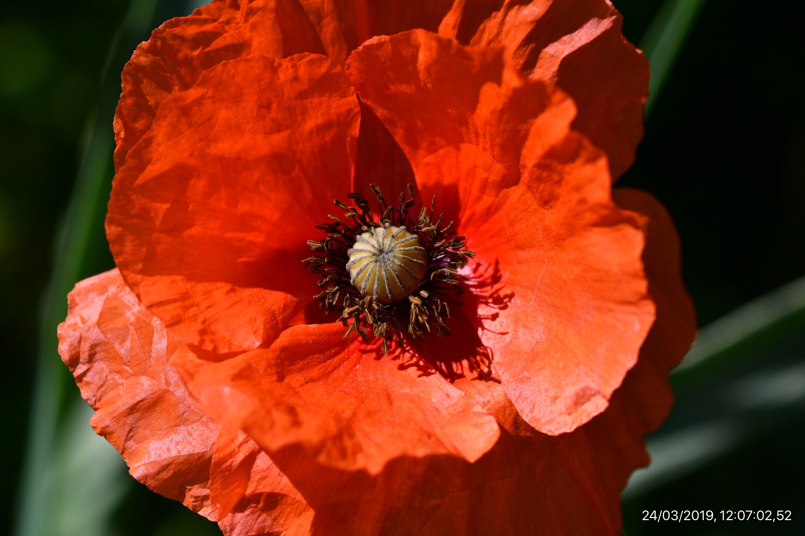 Red paper or flower?