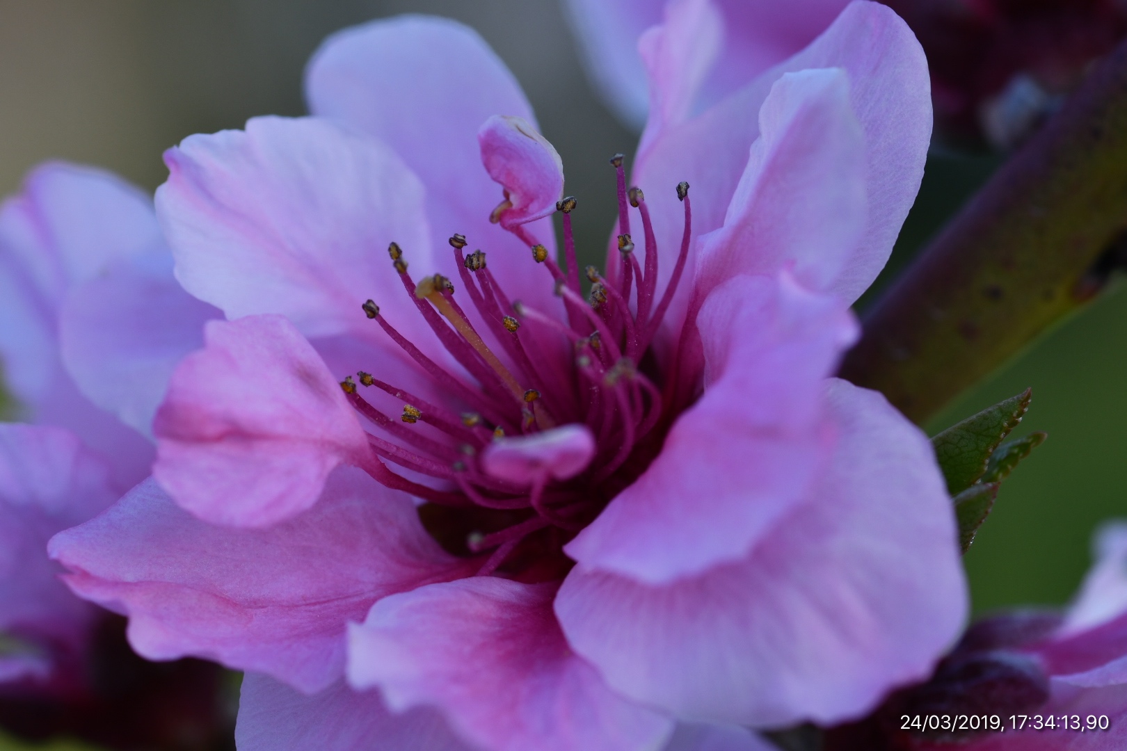 Peach Flower