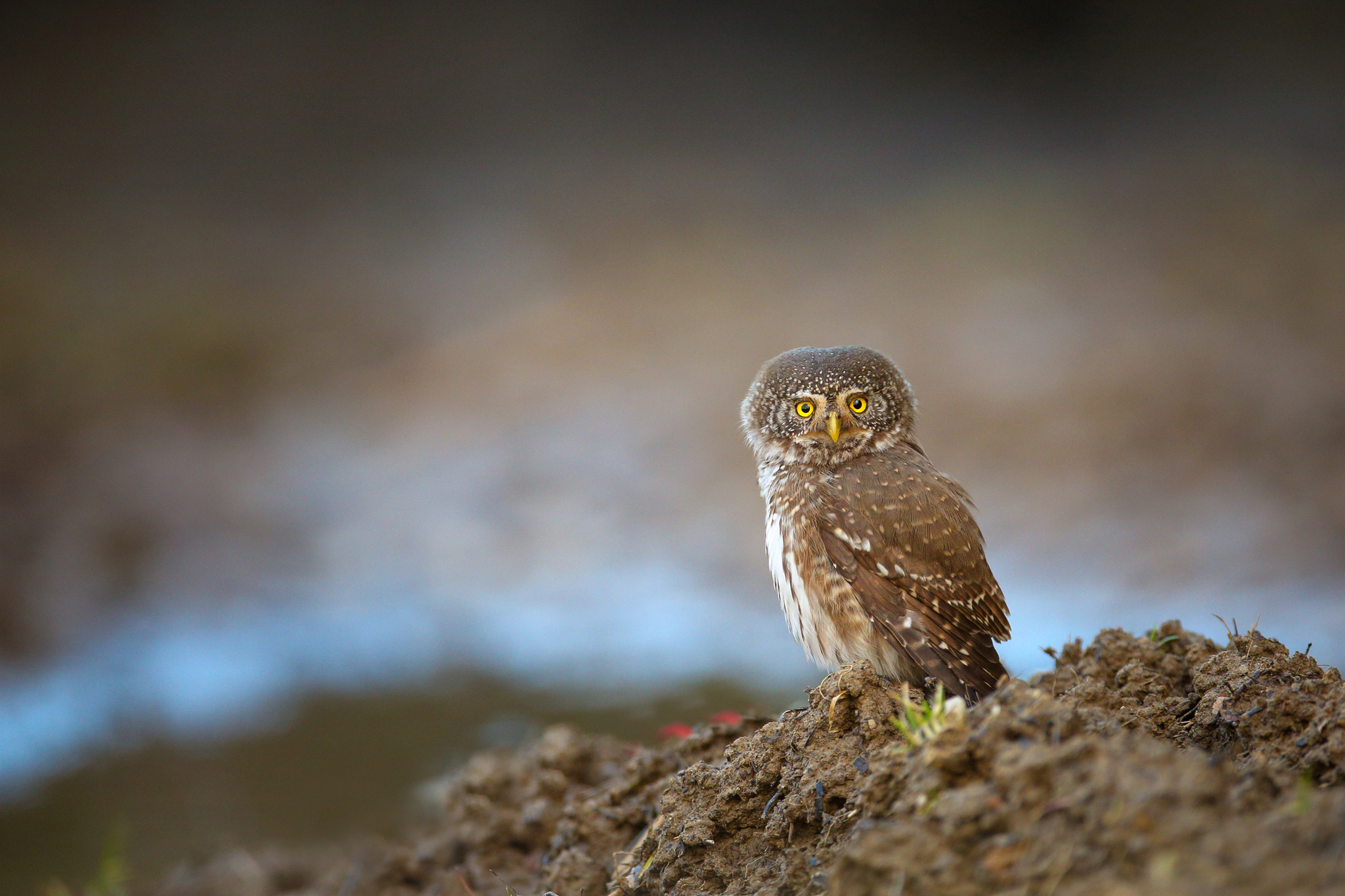 Glauccidium is enyoing sunset