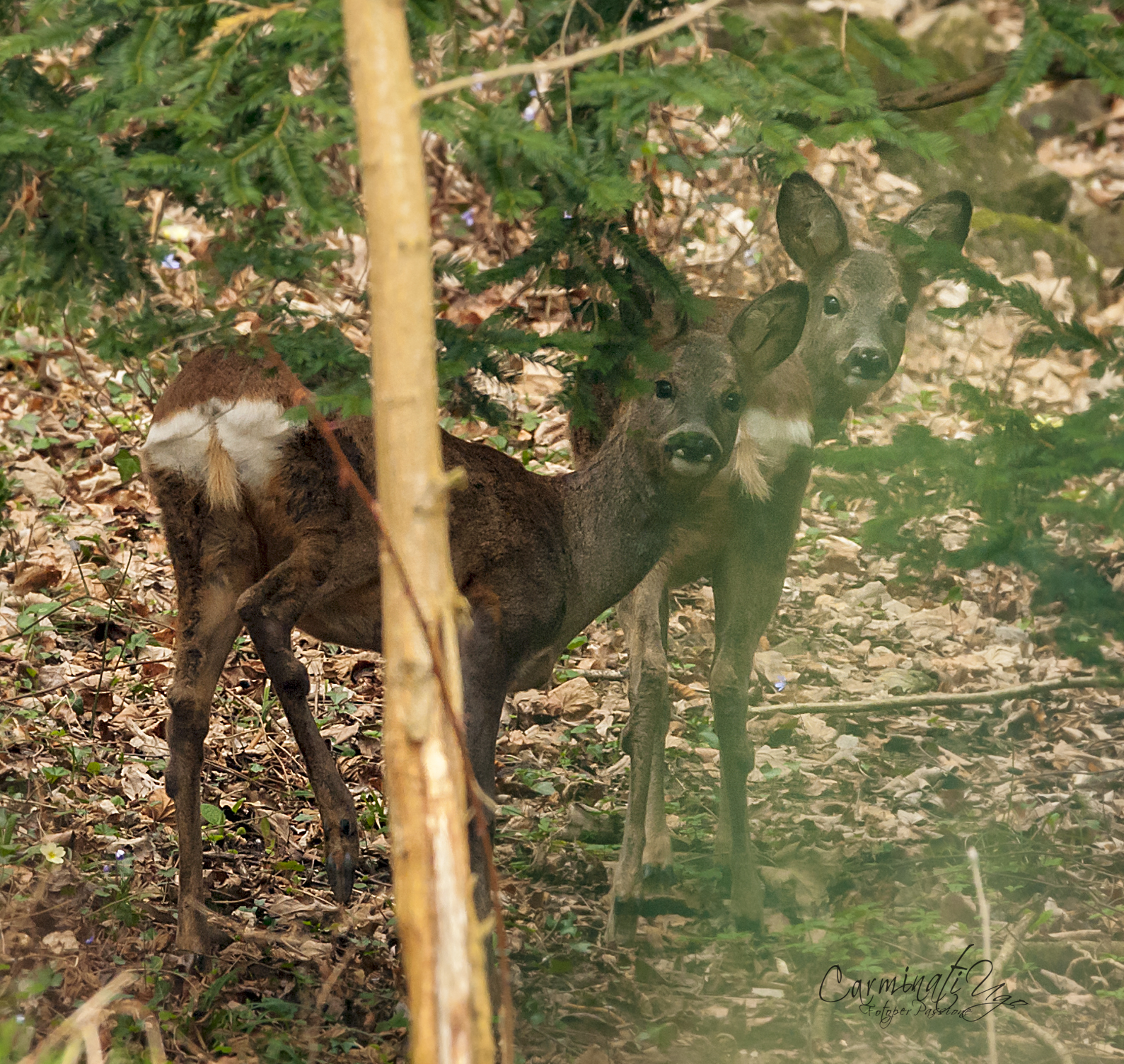 Roe Deer in the woods