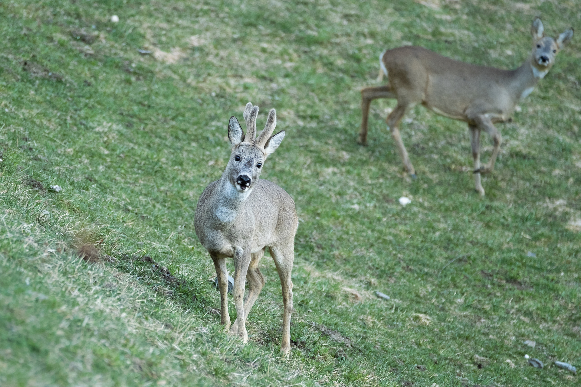 Velvet Roe Deer