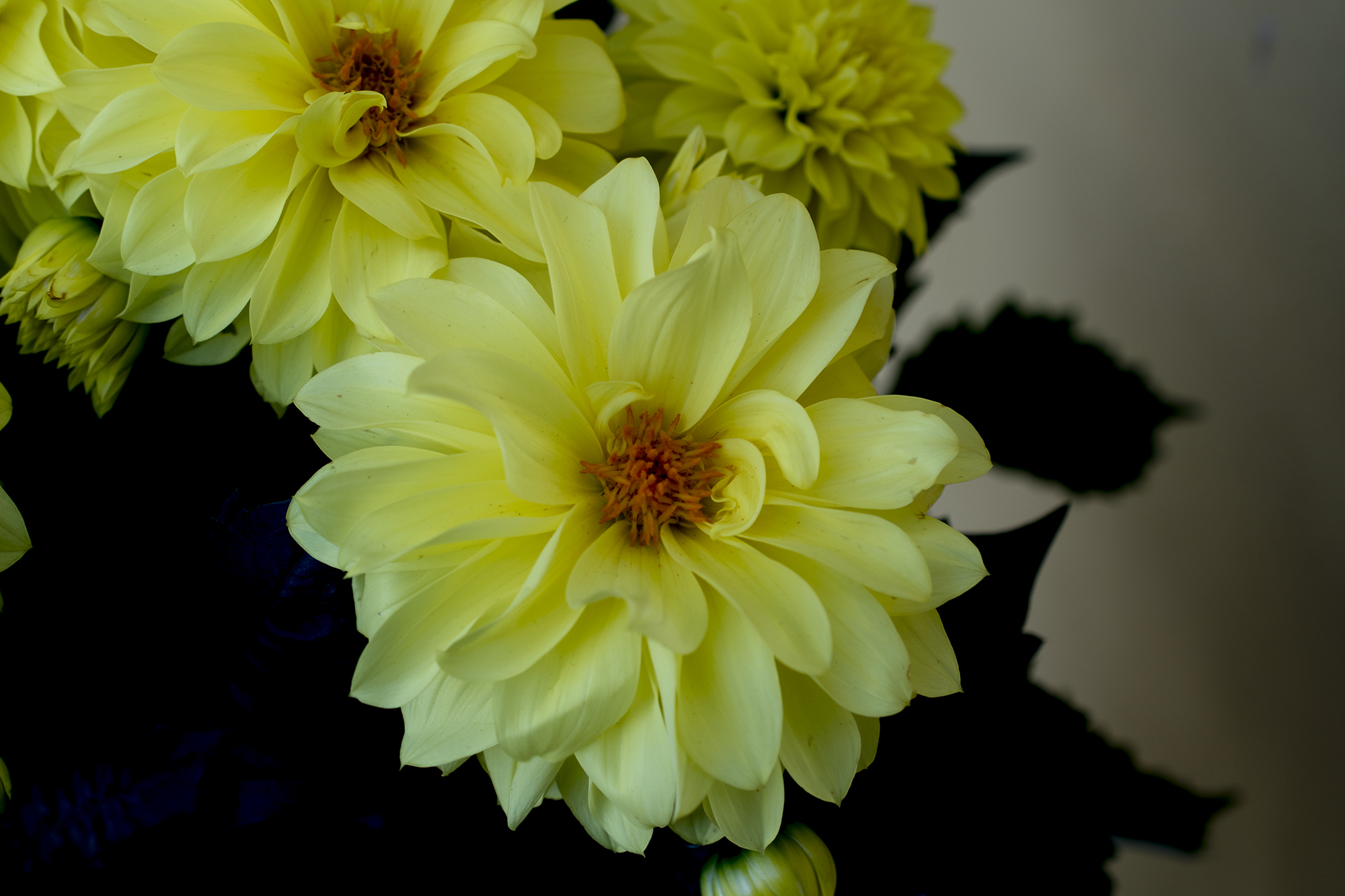 Dahlias