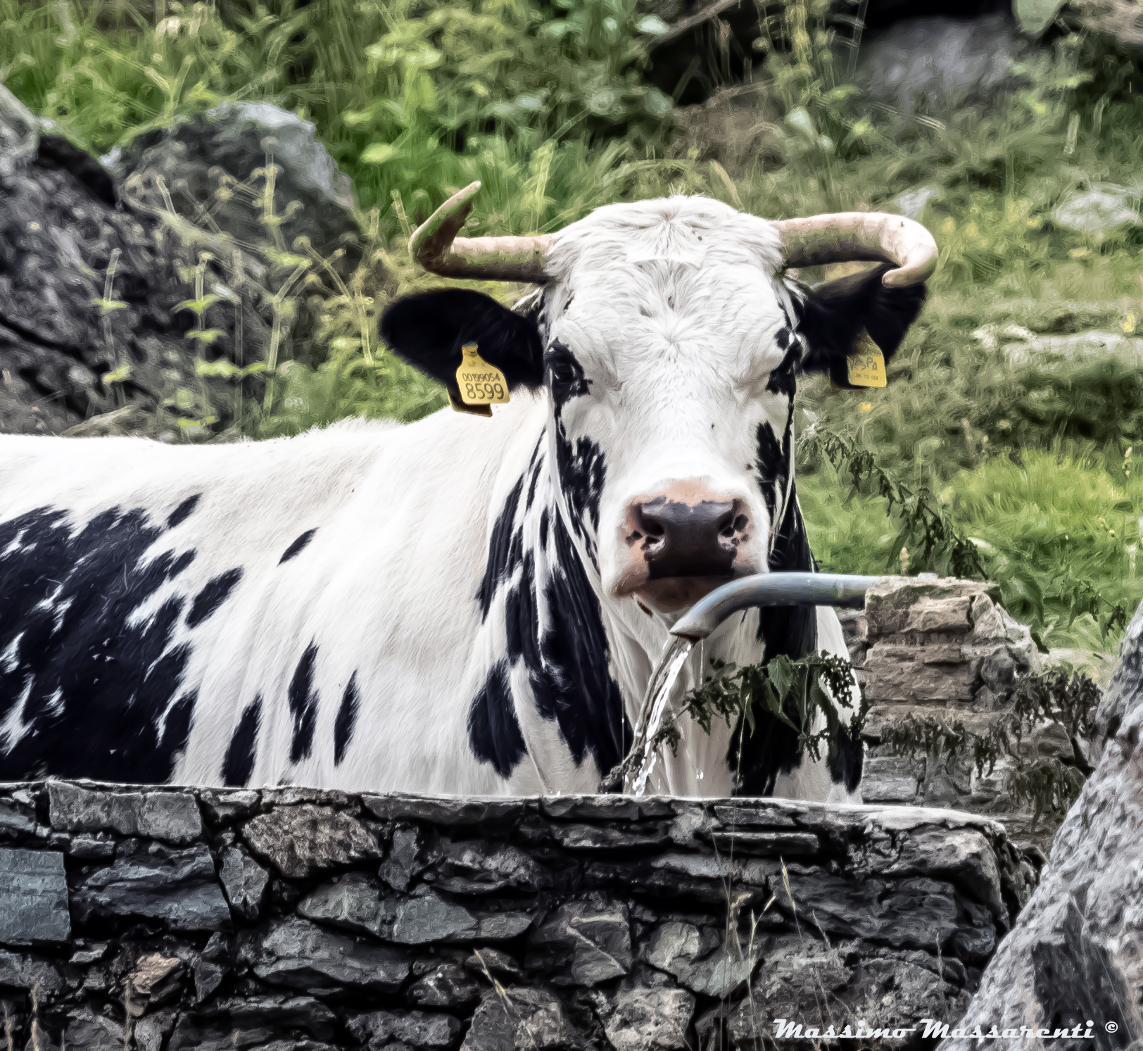 Not always life is taken by the horns