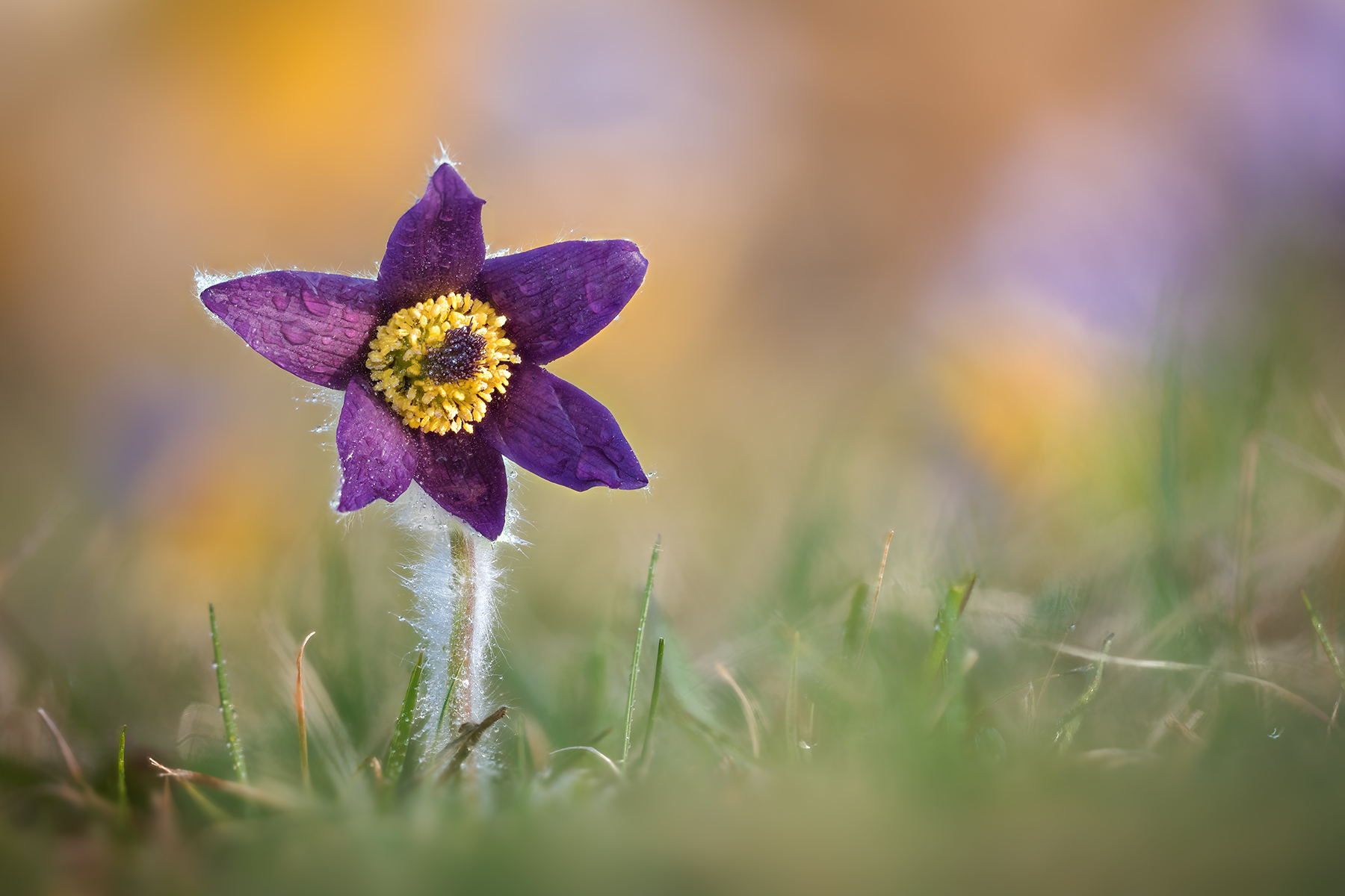 Pulsatilla