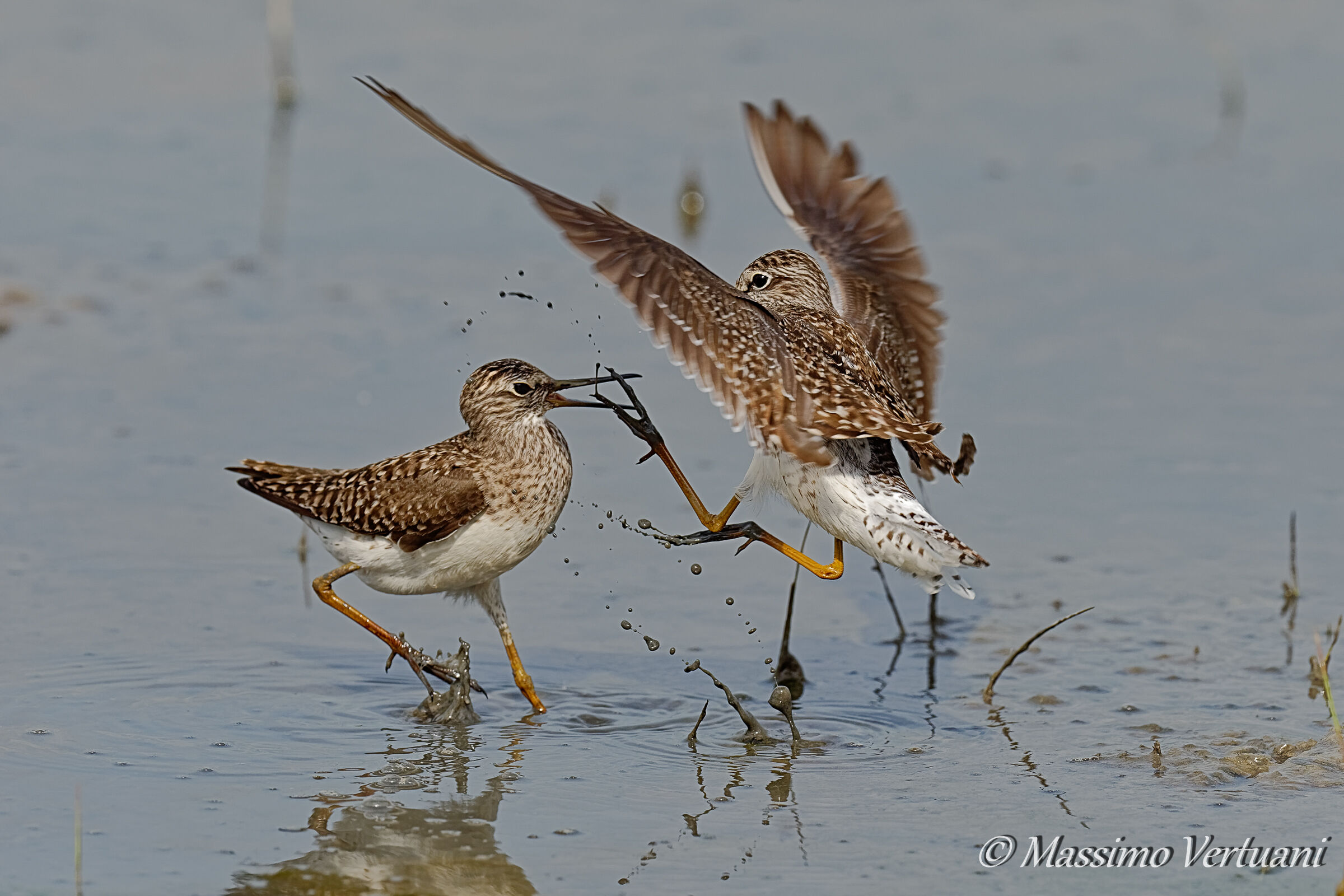 Disputa territoriale..