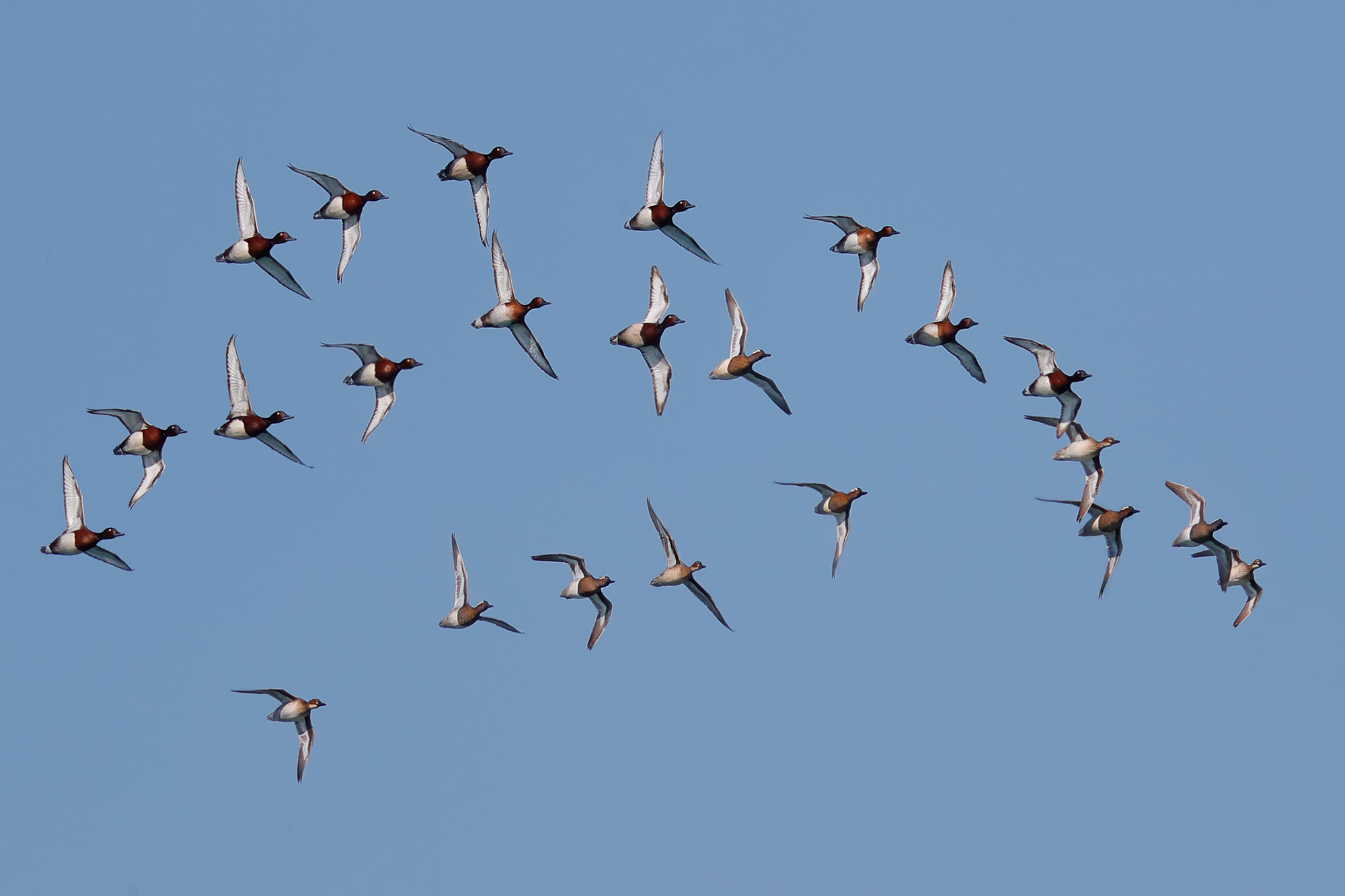 Tabaccate and Garganeys Morette