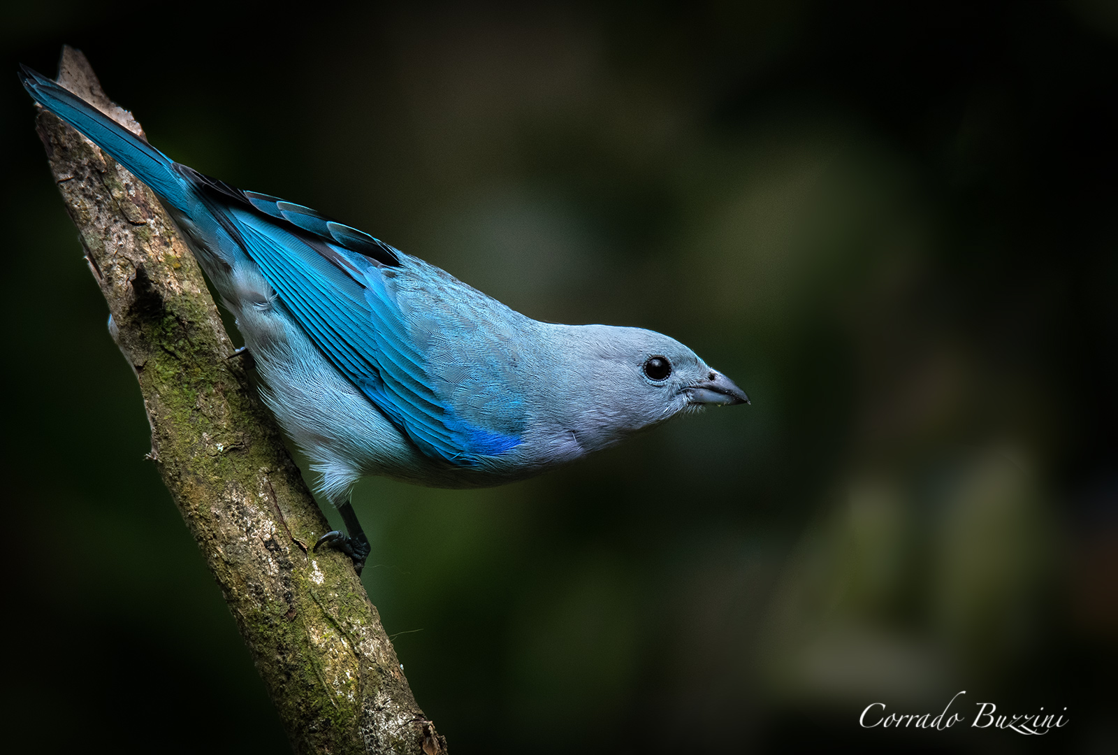 Blue gray tanager