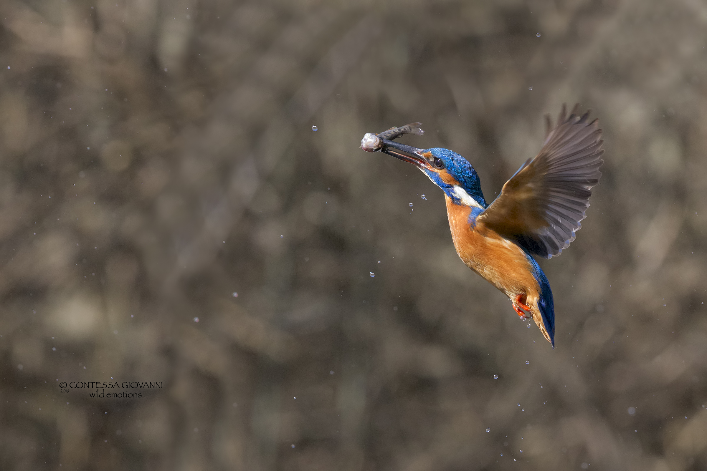 martino in volo oasi di Cervara capanno fisso ...