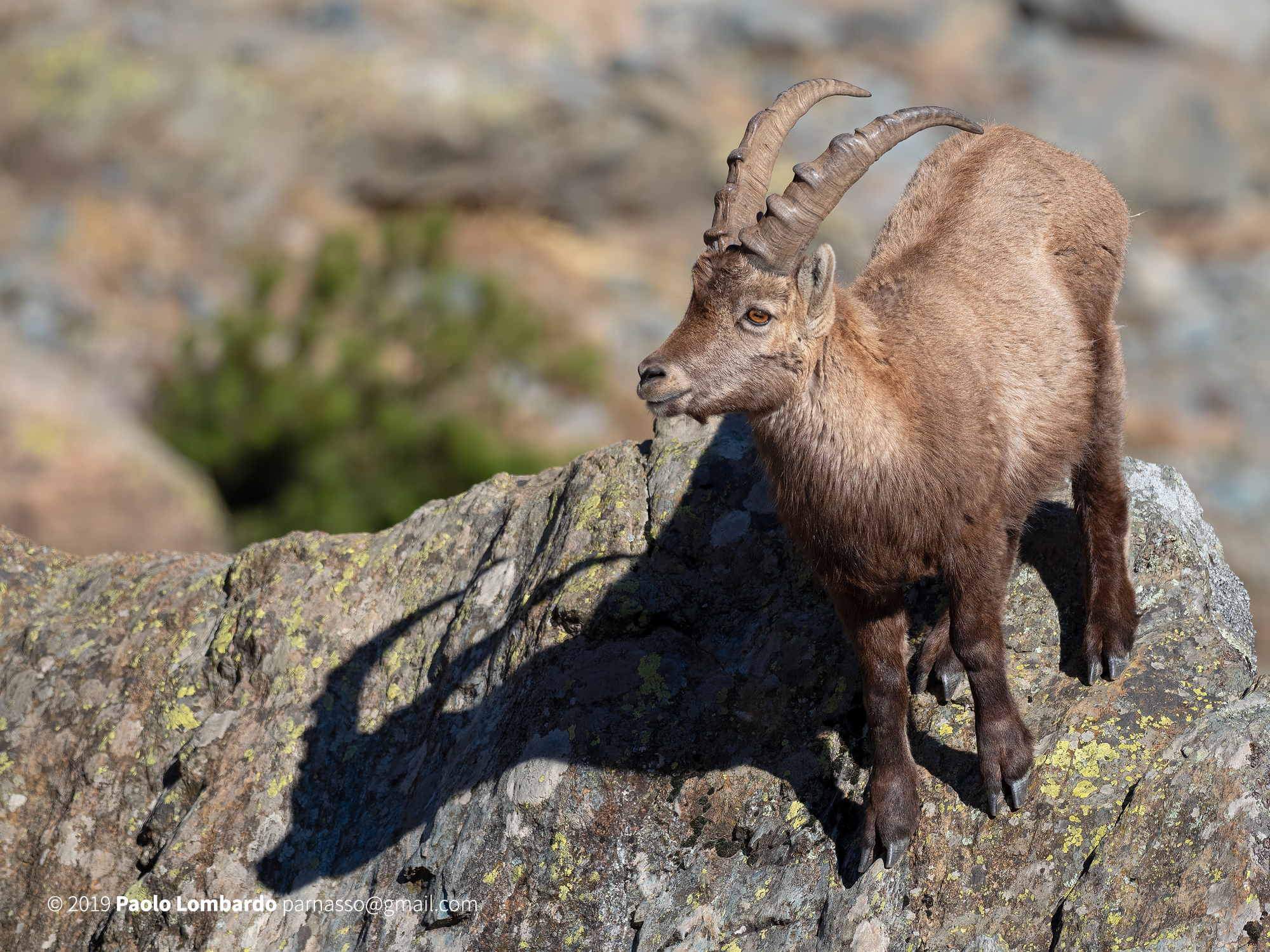 Capra ibex - Steinbock - Stambecco Capra ibex