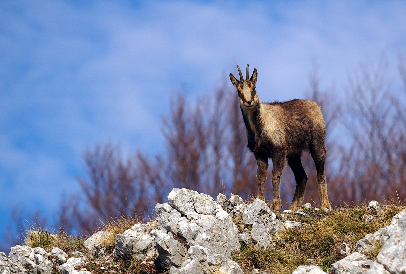Camoscio d'Abruzzo