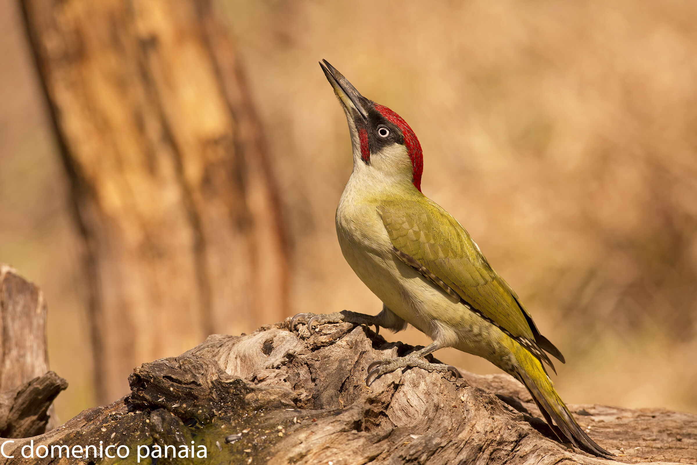 ...e finalmente il verde...