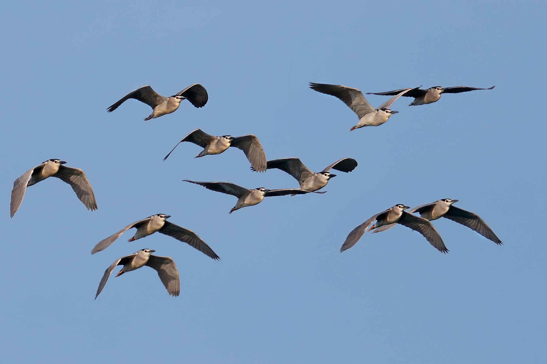 Nitticore in migration