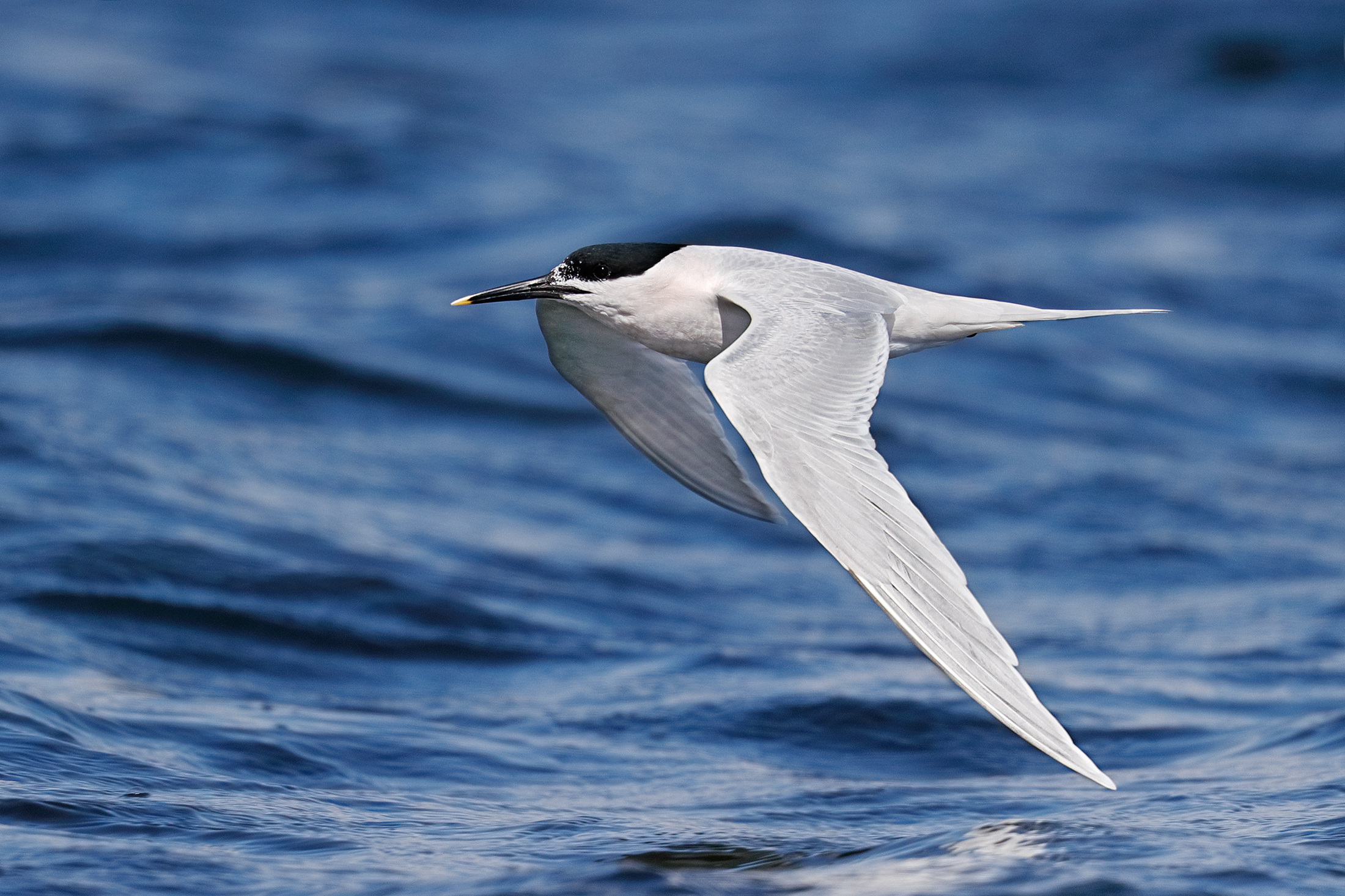Sandwich Tern