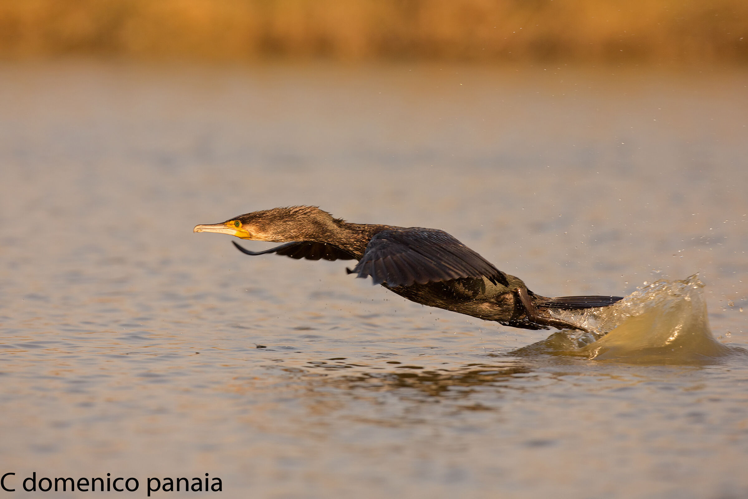cormorano in partenza