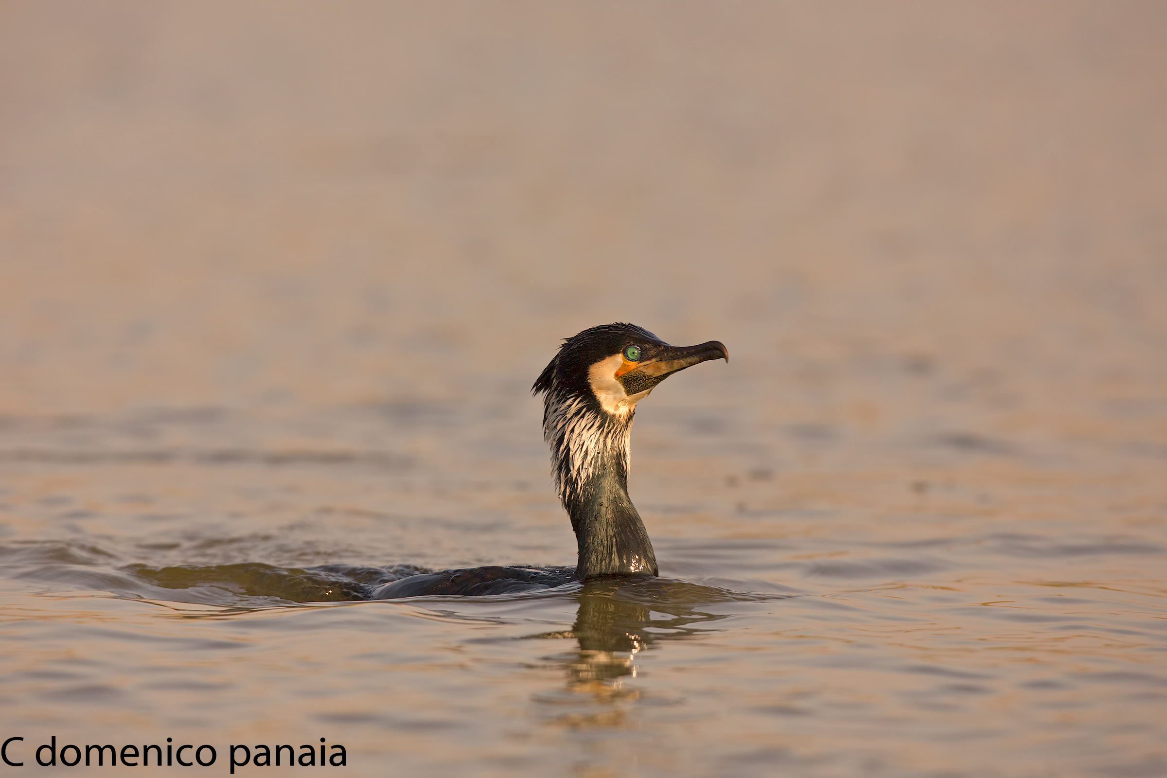 cormorano
