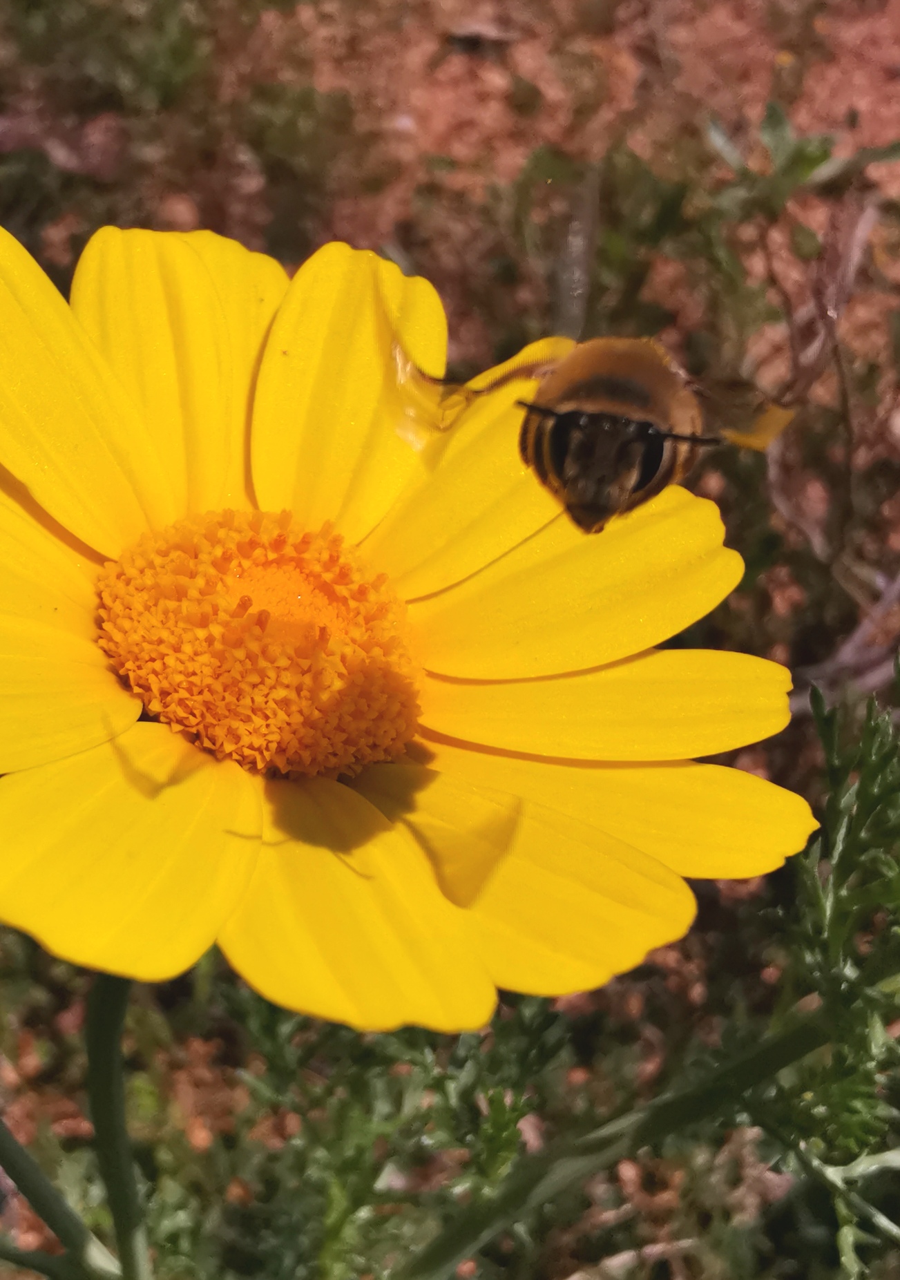 Calabrone su margherita