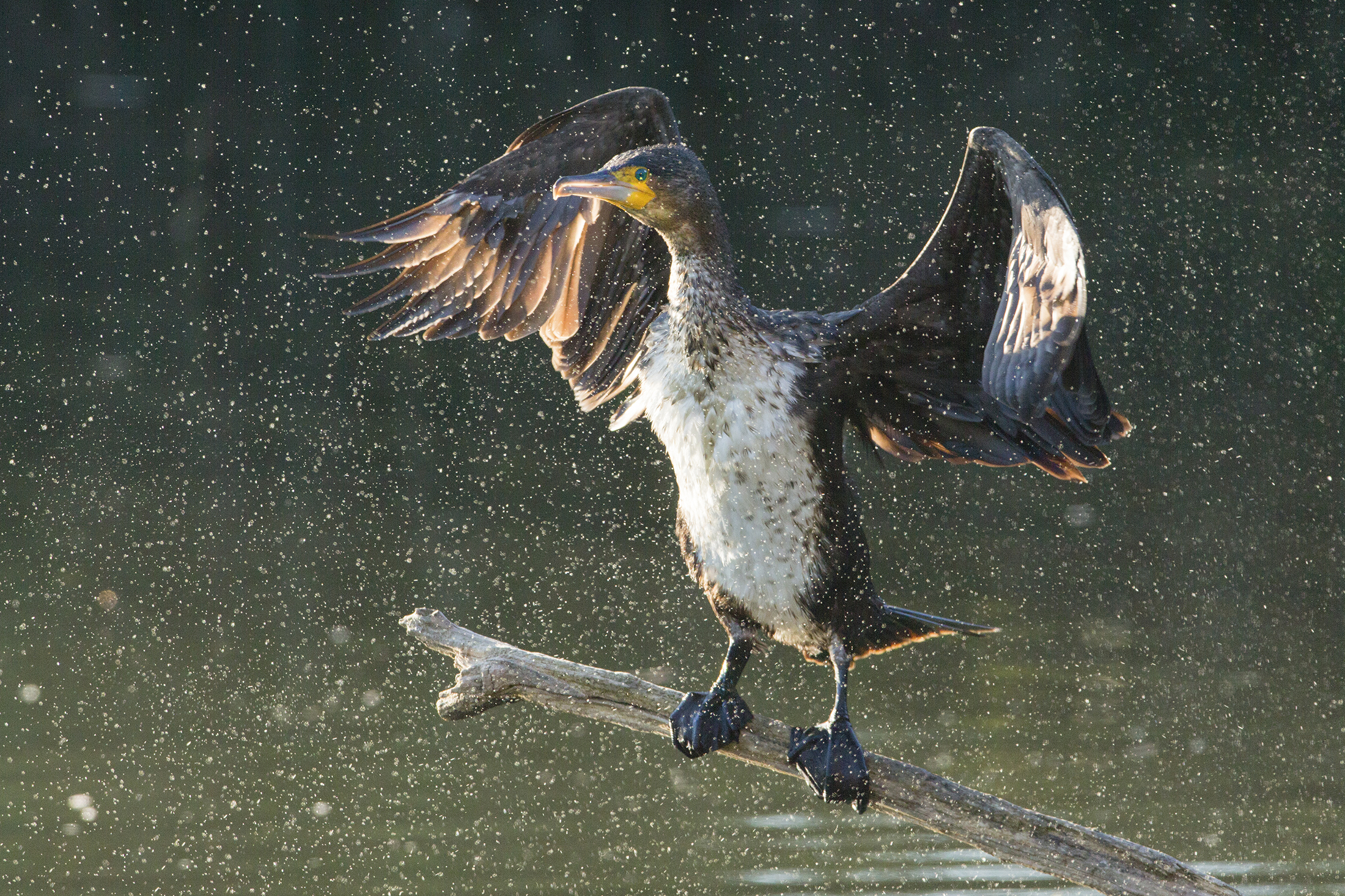 Cormorano