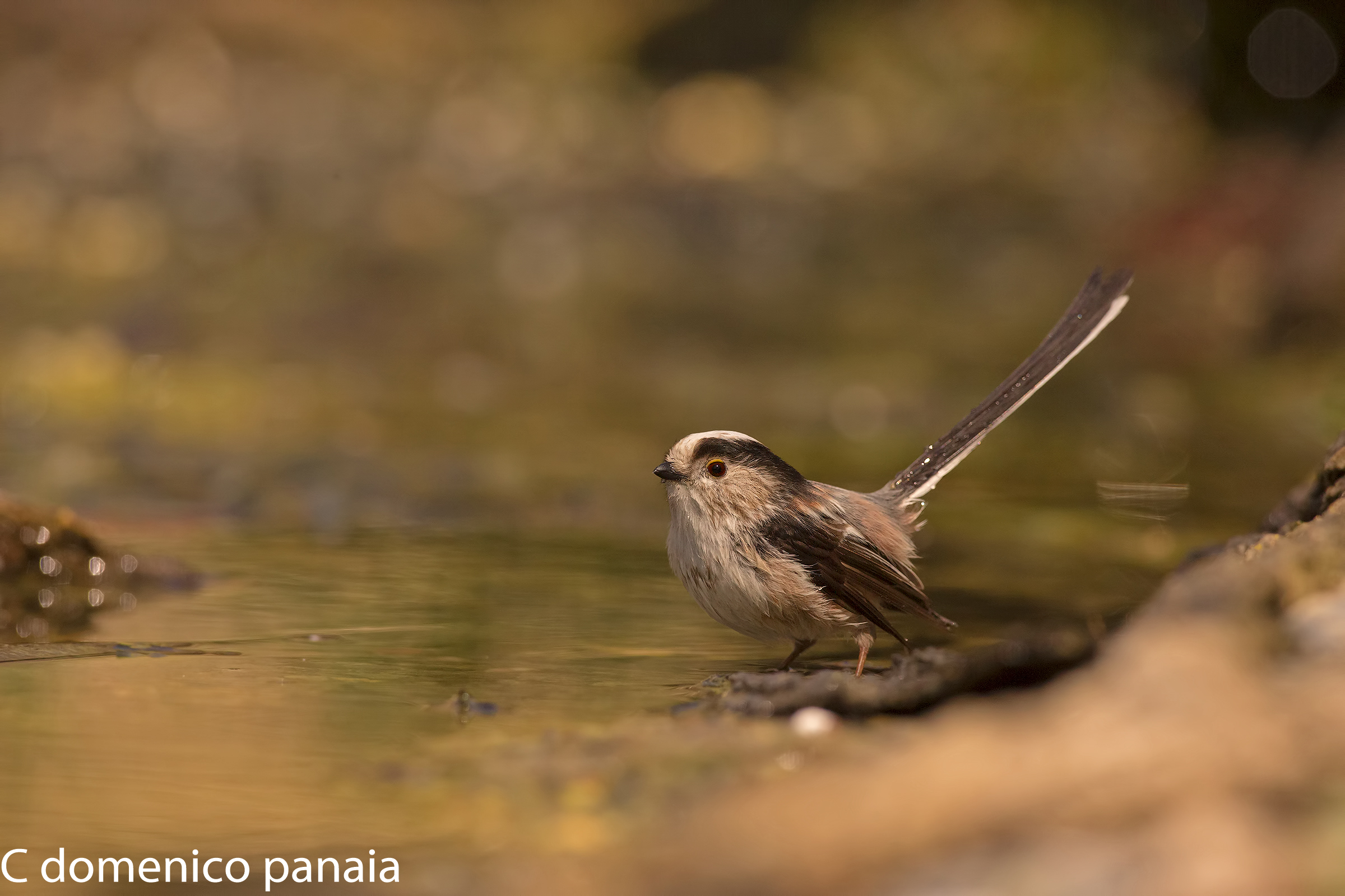 codibugnolo al bagnetto