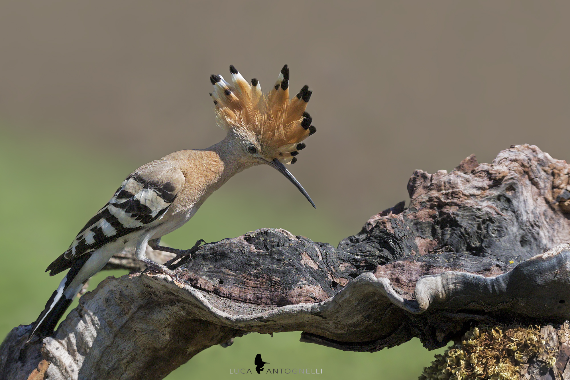 prima upupa dell'anno