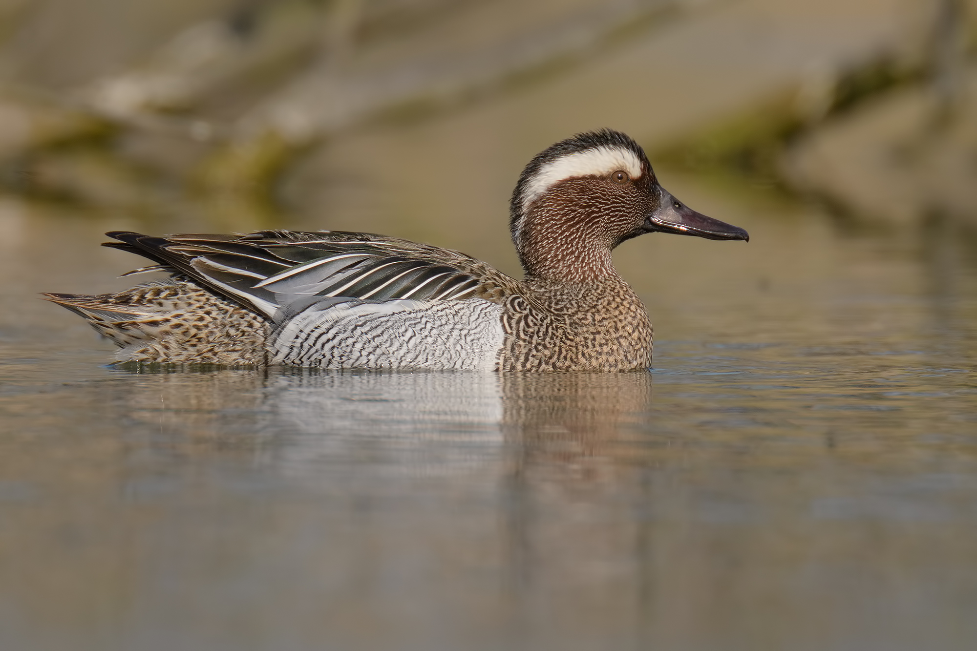 Marzaiola-Oasis Lake Port