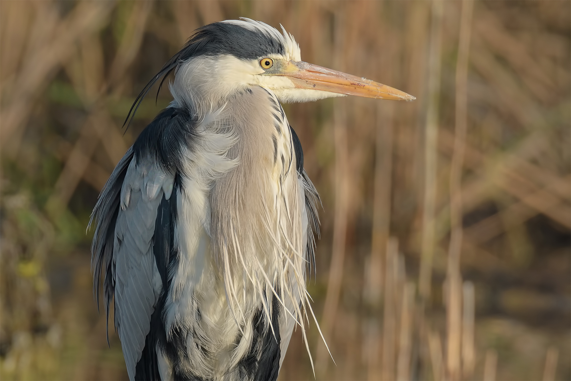 Grey Heron-Oasis Lake Port