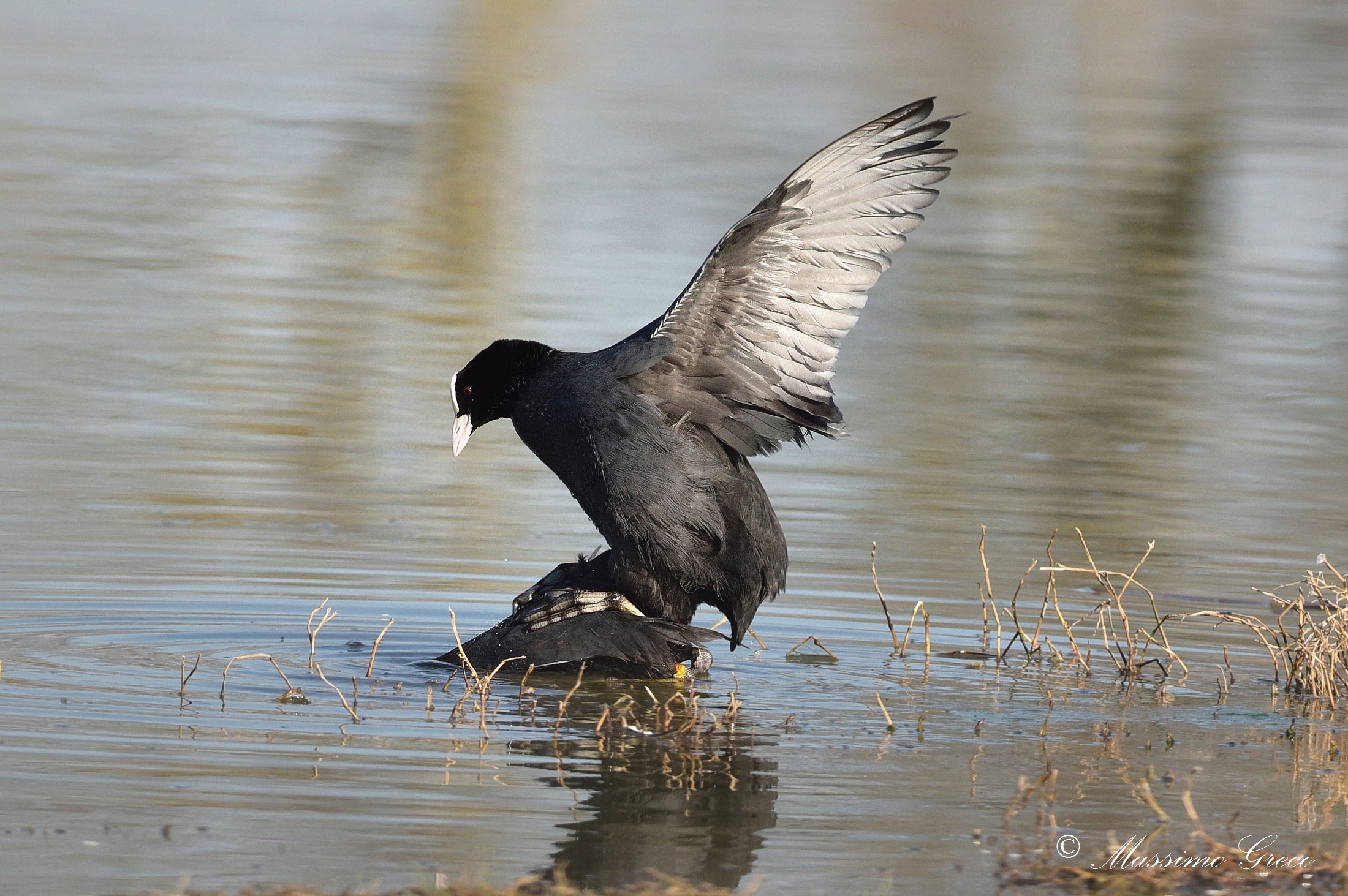 Coots in mating