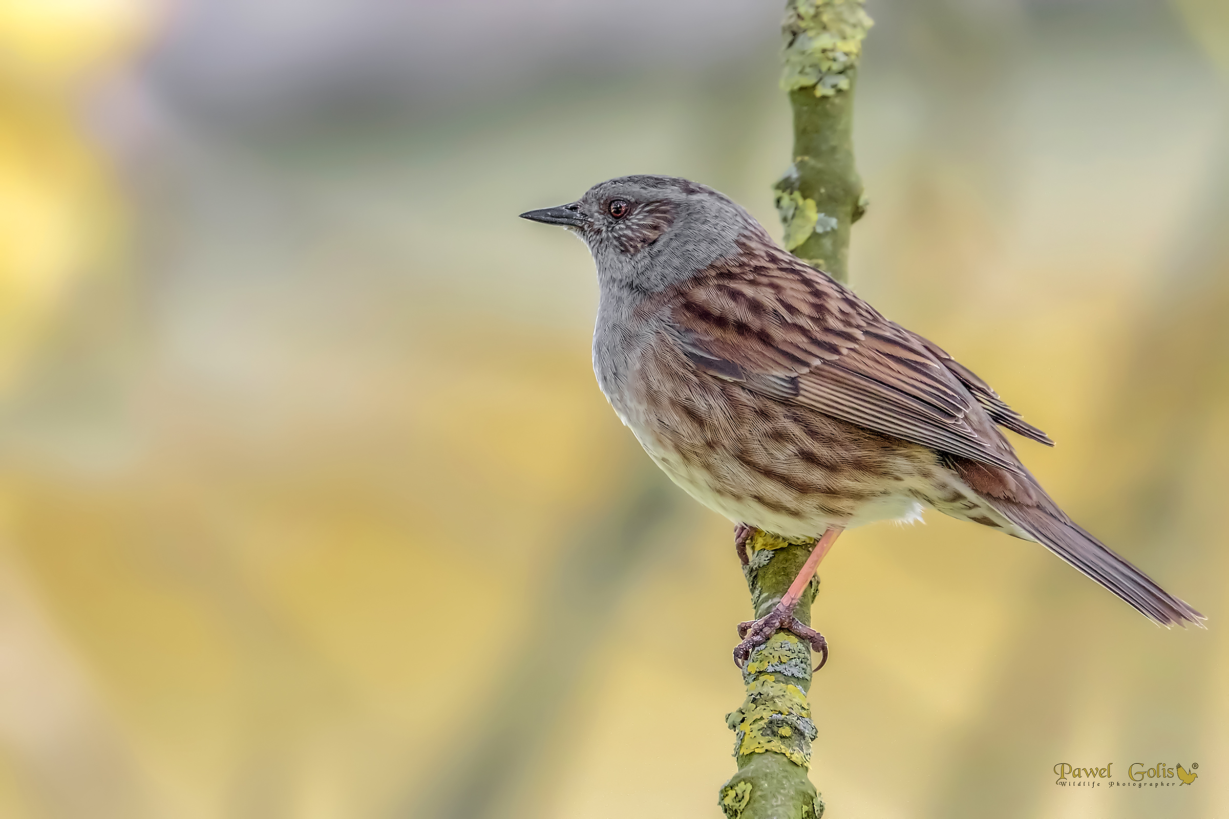 Dunnock (Prunella modularis)