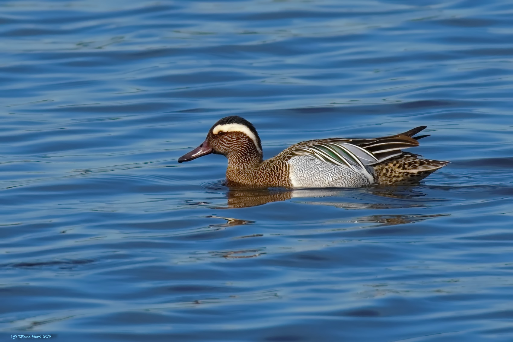 Marzaiola (male) strong crop