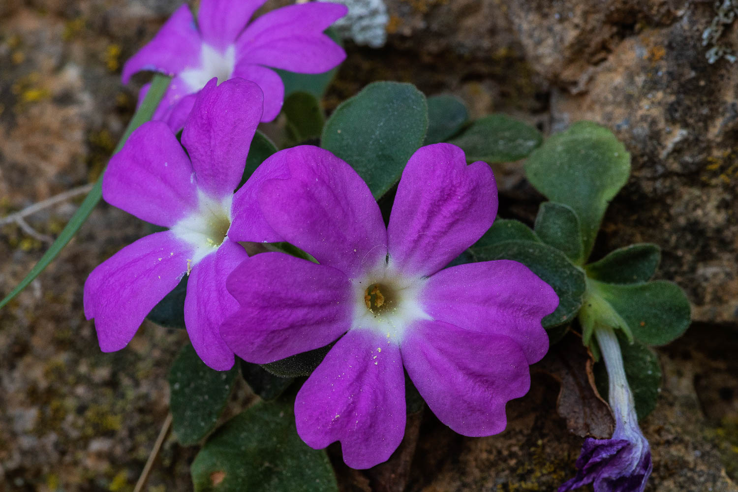 Primula Allioni